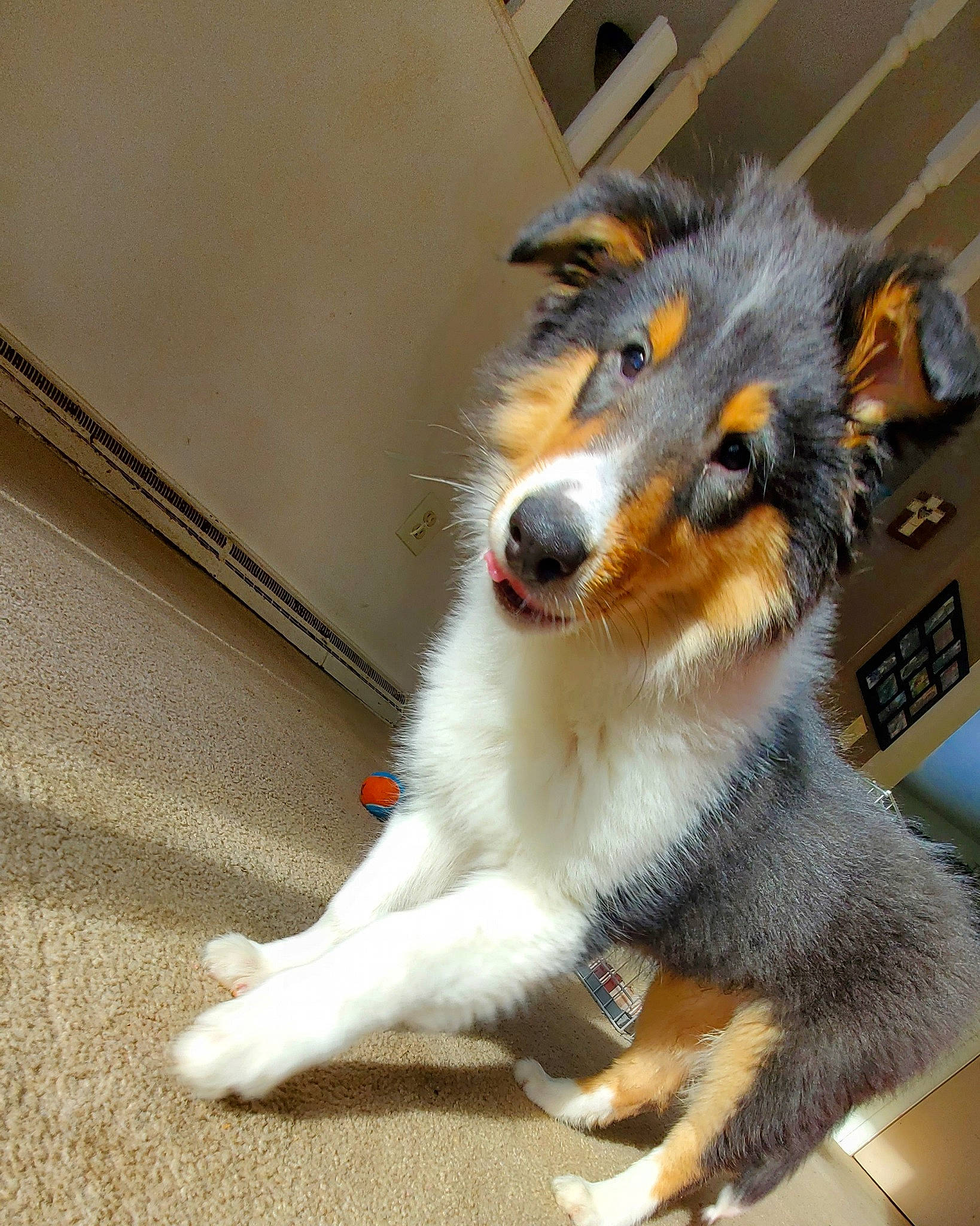 Hunter joined the competition — help win amazing prizes! ancient_dog_breeds, balance, biting, canidae, carnivore, claw, collie, companion_dog, dog, dog_breed, fur, herding_dog, paw, scotch_collie, shetland_sheepdog, sporting_group, tail, terrestrial_animal, whiskers, working_dog