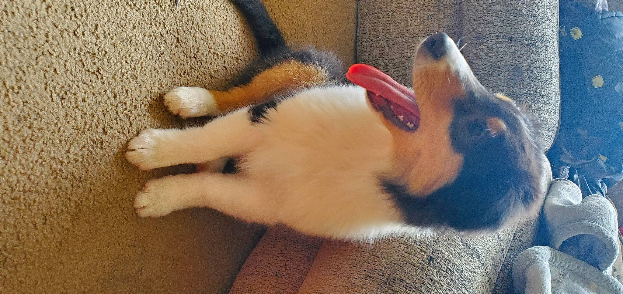 Hunter is registered to the contest to win money with this photo: canidae, carnivore, cat, claw, comfort, companion_dog, dog_breed, domestic_short_haired_cat, fawn, felidae, flooring, foot, fur, hardwood, nap, paw, small_to_medium_sized_cats, snout, tail, whiskers