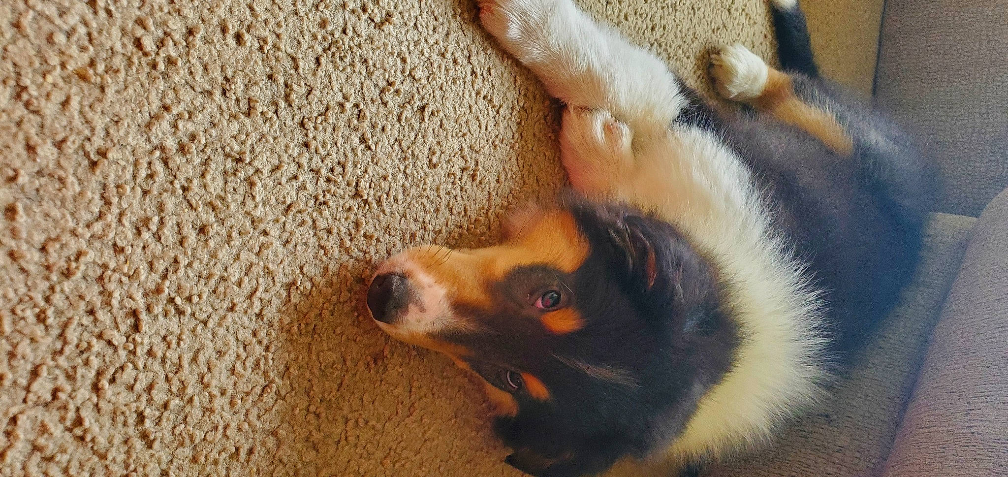 Hunter joined the competition — help win amazing prizes! carnivore, claw, comfort, companion_dog, dog, dog_breed, fawn, flooring, foot, fur, linens, paw, shadow, tail, terrestrial_animal, toe, whiskers, wood, working_dog