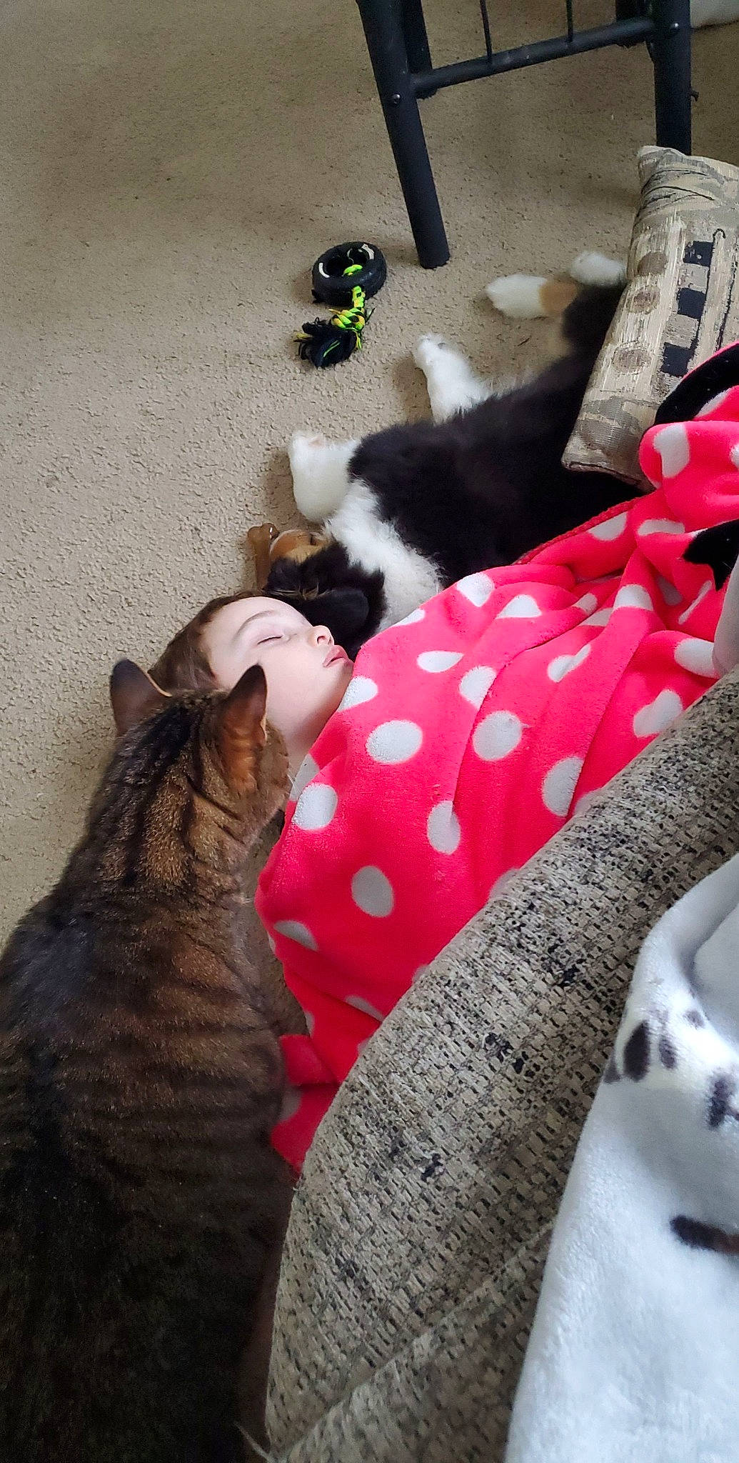 Hunter joined the competition — help win amazing prizes! canidae, carnivore, cat, comfort, companion_dog, dog_breed, domestic_short_haired_cat, felidae, fur, linens, mammal, pattern, small_to_medium_sized_cats, snout, sporting_group, tail, textile, vertebrate, whiskers, window