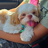 Chichi joined the competition — help win amazing prizes! dog, puppy, shih_tzu, pet, tongue_out, lap, car_interior, seatbelt, pink_accessory, green_collar, fur, close_up, portrait, happy, sitting, child_arm, vehicle_seat, cozy, small_dog, companion