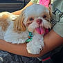 dog, puppy, shih_tzu, pet, tongue_out, lap, car_interior, seatbelt, pink_accessory, green_collar, fur, close_up, portrait, happy, sitting, child_arm, vehicle_seat, cozy, small_dog, companion