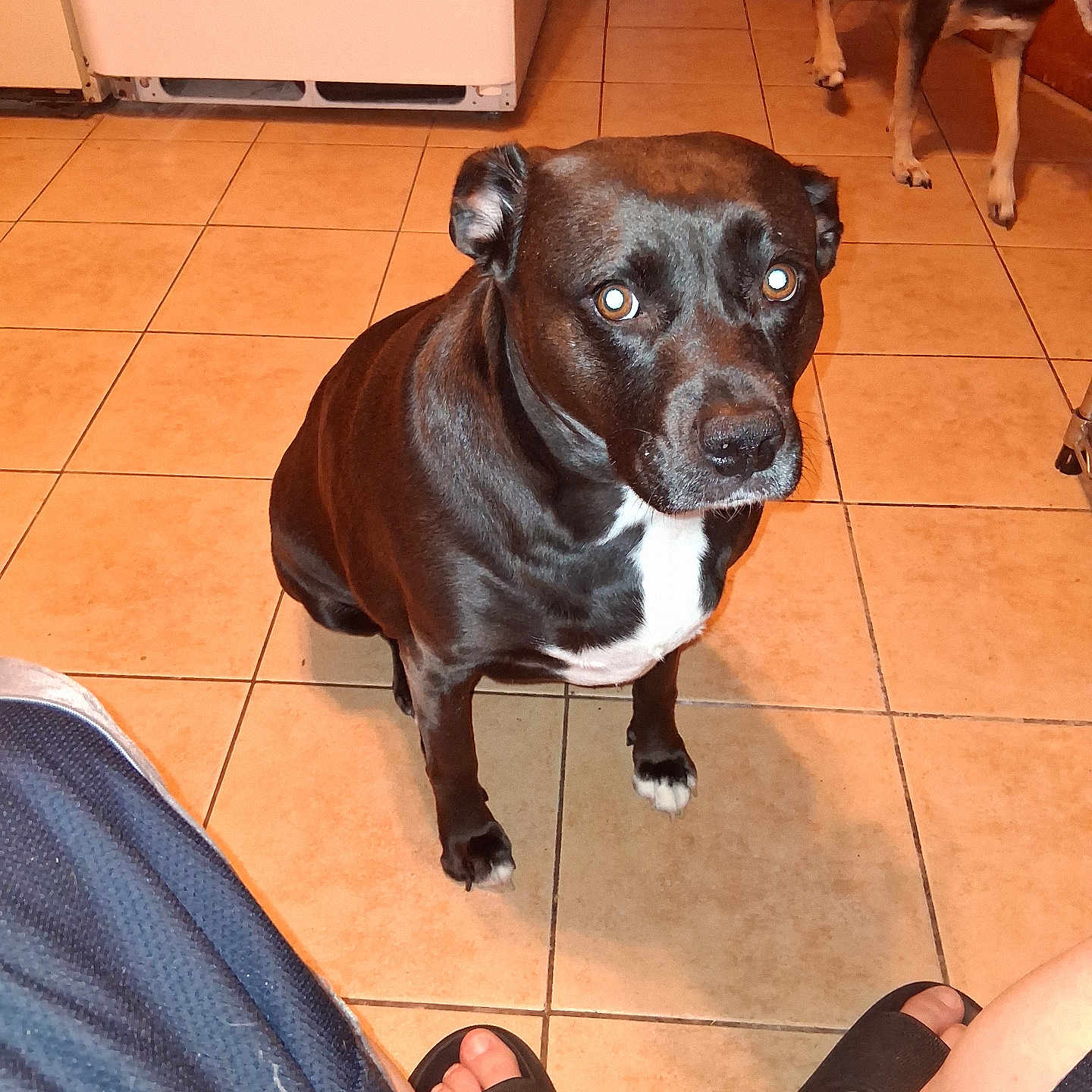 Gracie joined the competition — help win amazing prizes! animal, animal_companion, black_dog, brown_dog, casual, curious, dog, doorway, floor, floor_tiles, home, indoor, kitchen, looking_up, person_feet, pet, slippers, tiled_floor, two_dogs, white_chest