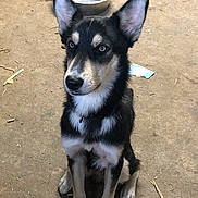 Sox participe au concours pour gagner de l'argent avec cette photo : alert, animal, black, bowl, canine, collar, concrete_floor, dog, domestic_animal, ears, floor, fur, indoor, looking, metal_bowl, pet, portrait, sitting, tan, young_dog