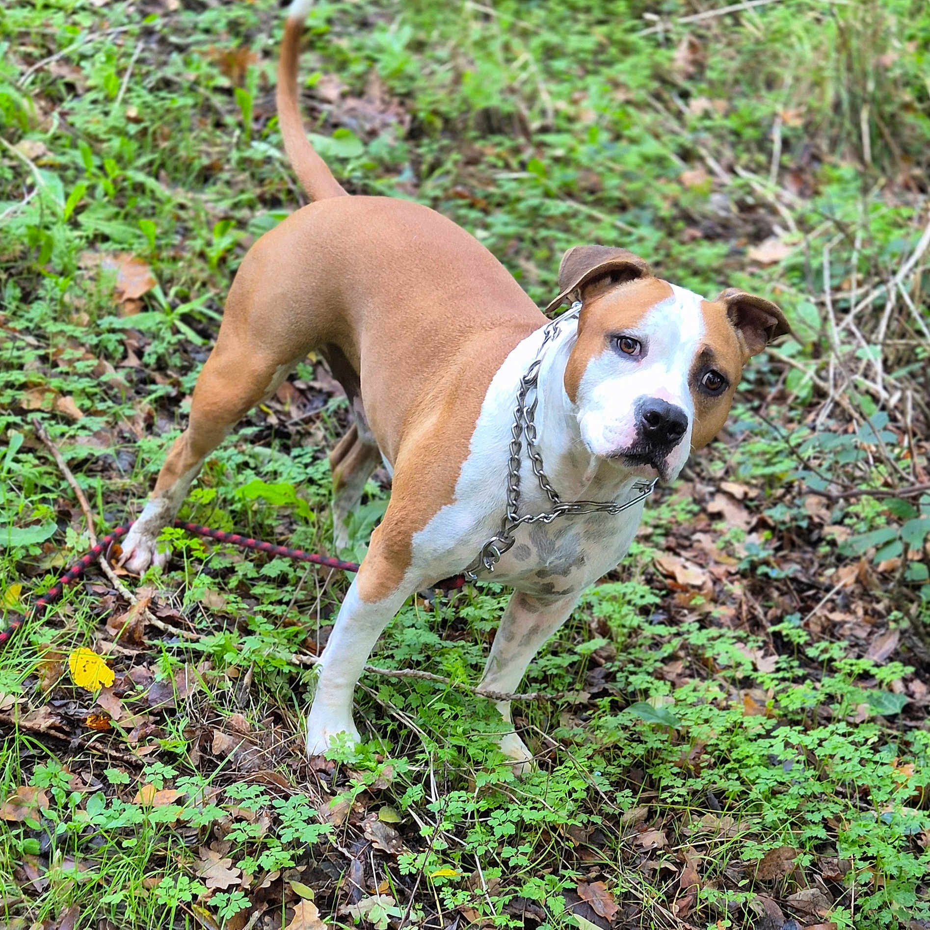 Thunder participe au concours pour gagner de l'argent avec cette photo : alert, animal, brown, canine, chain_collar, curious, daylight, dog, forest, grass, greenery, leaves, mammal, nature, outdoor, pet, plant, standing, white, wildlife