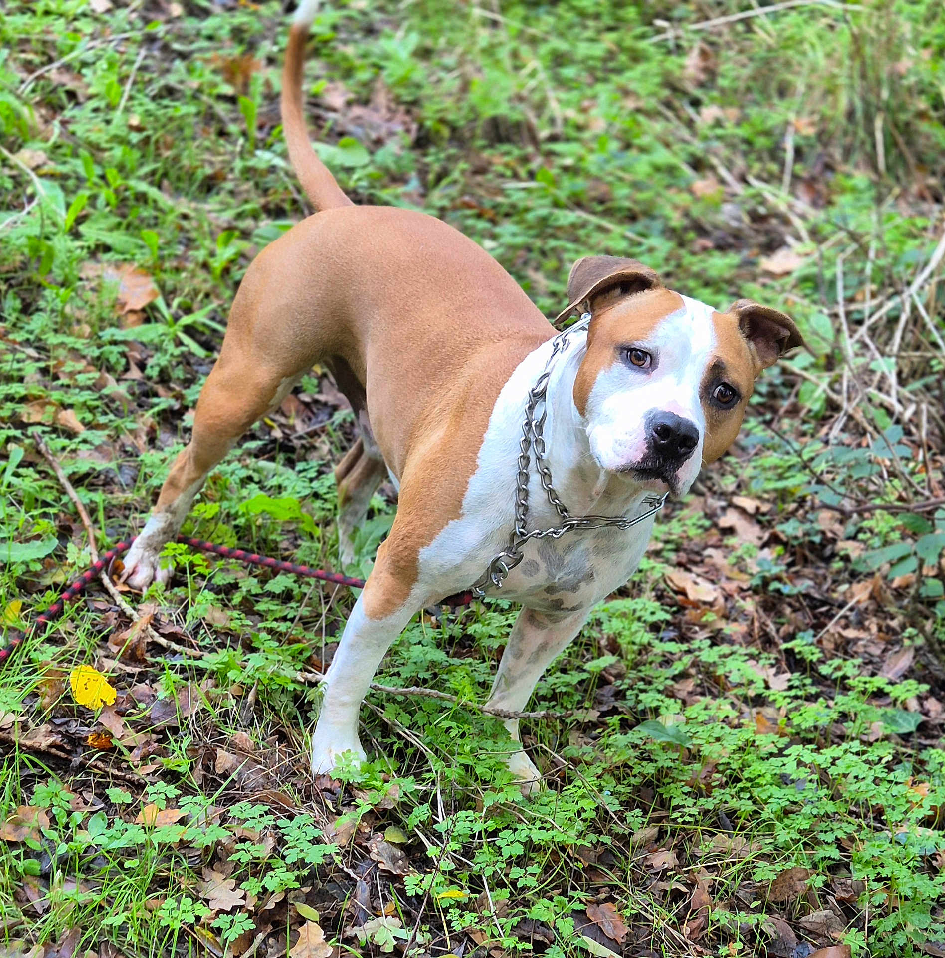 Thunder participe au concours pour gagner de l'argent avec cette photo : dog, animal, pet, outdoor, forest, greenery, leaves, nature, brown, white, chain_collar, alert, standing, canine, grass, plant, curious, mammal, wildlife, daylight