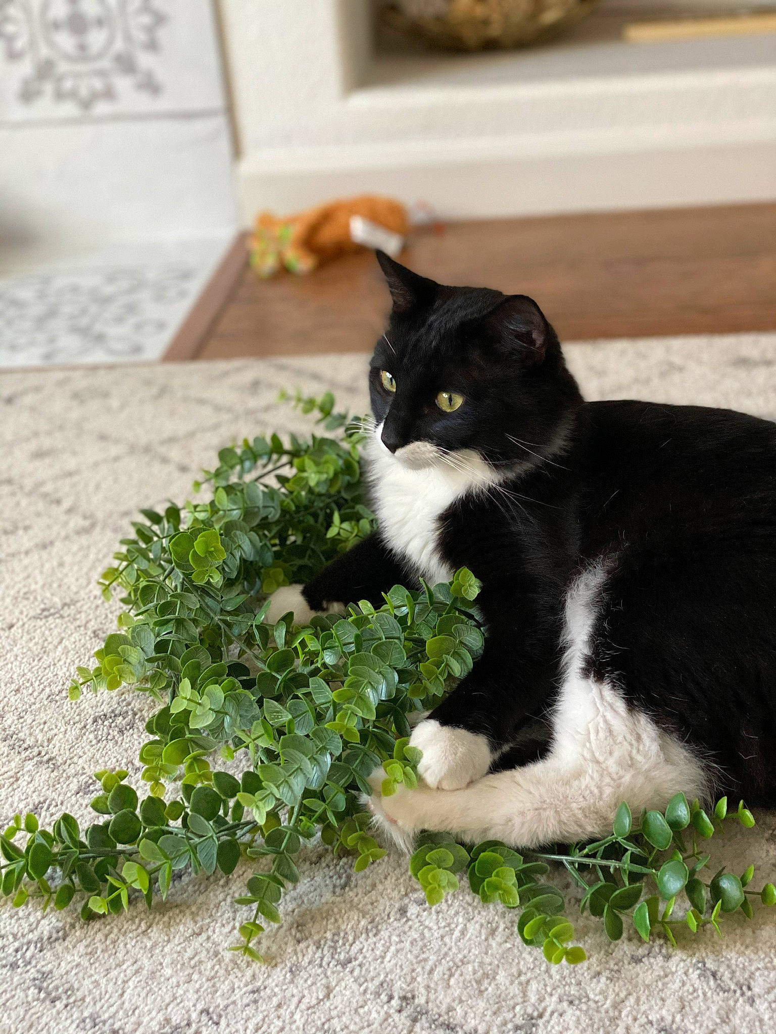 Rumble is registered to the contest to win money with this photo: annual_plant, carnivore, cat, domestic_short_haired_cat, felidae, flooring, fur, grass, groundcover, herb, pansy, plant, sitting, small_to_medium_sized_cats, snout, tail, terrestrial_animal, tree, whiskers, wood