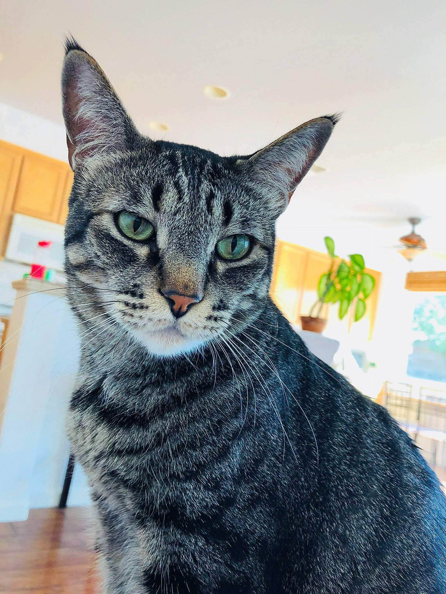 Bones joined the competition — help win amazing prizes! art, carnivore, cat, creative_arts, domestic_short_haired_cat, felidae, fur, grey, plant, sitting, small_to_medium_sized_cats, snout, tail, terrestrial_animal, whiskers, window