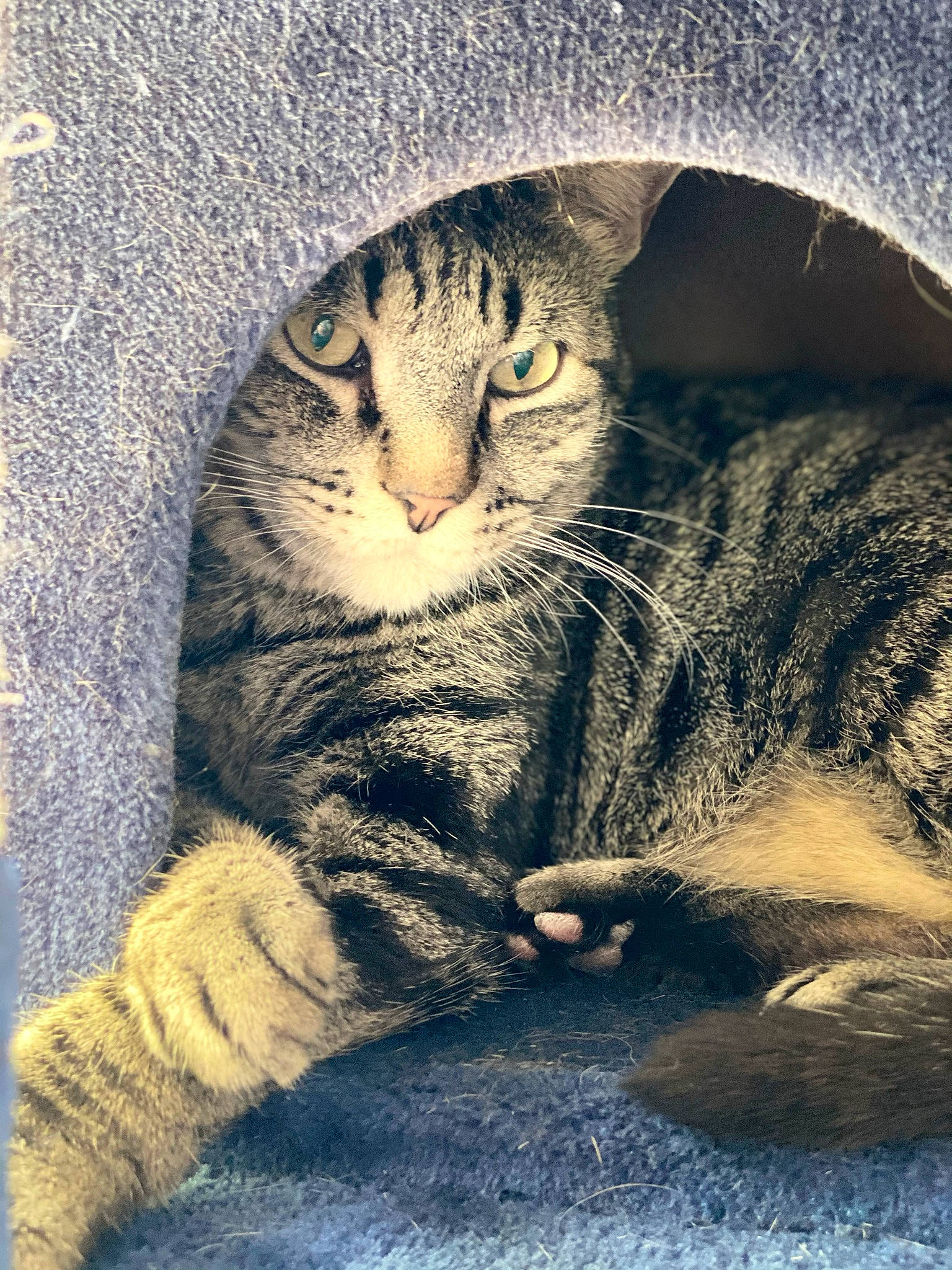 Bones is registered to the contest to win money with this photo: carnivore, cat, claw, close_up, darkness, domestic_short_haired_cat, felidae, fur, grass, grey, iris, paw, sand, sitting, small_to_medium_sized_cats, snout, tail, terrestrial_animal, whiskers, wildlife