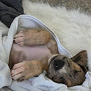 Scooby is registered to the contest to win money with this photo: adorable, animal, blanket, comfort, cozy, cute, dog, fur, indoor, napping, paw, pet, puppy, relaxed, resting, sleeping, snuggled, soft, towel, young