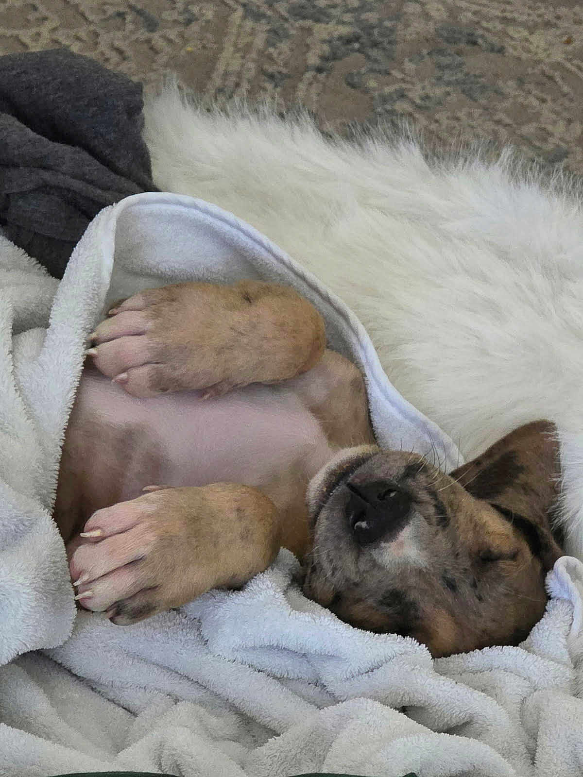 Scooby