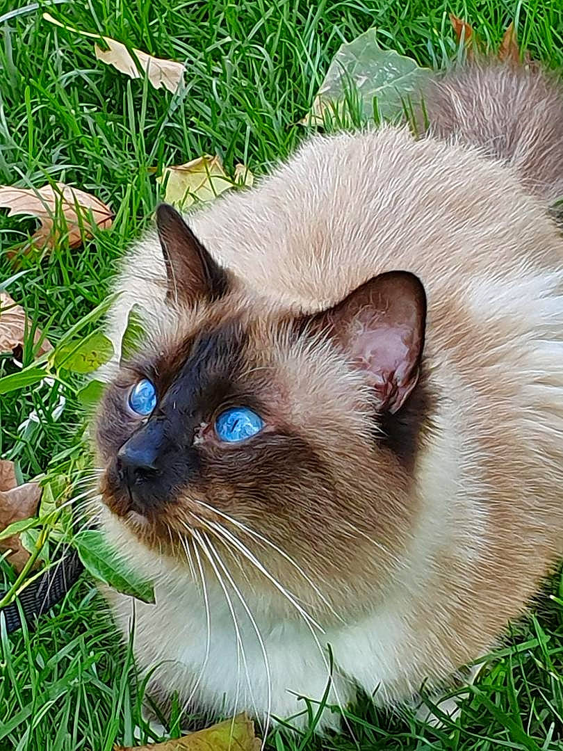 Ouistiti a rejoint le concours — aidez-le/la à gagner de superbes lots ! balinese, birman, burmese, carnivore, cat, domestic_long_haired_cat, eye, fawn, felidae, grass, himalayan, iris, mammal, plant, ragdoll, siamese, small_to_medium_sized_cats, thai, tonkinese, whiskers