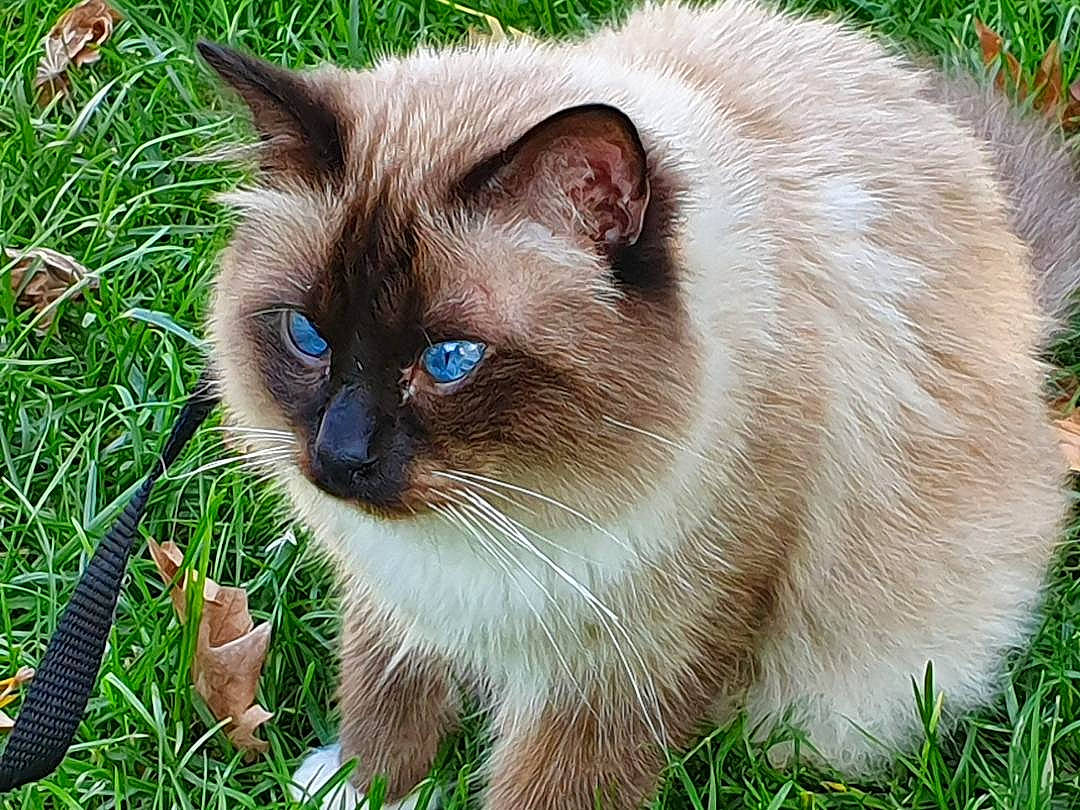 Ouistiti a rejoint le concours — aidez-le/la à gagner de superbes lots ! asian_semi_longhair, balinese, birman, burmese, carnivore, cat, domestic_long_haired_cat, eye, felidae, grass, himalayan, iris, mammal, plant, ragdoll, siamese, small_to_medium_sized_cats, thai, vertebrate, whiskers