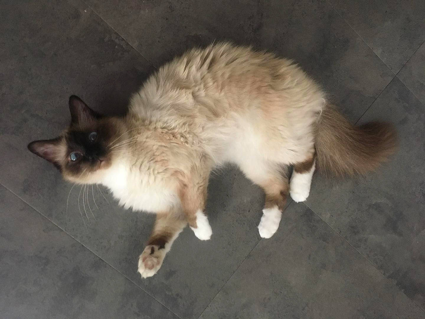 Ouistiti participe au concours pour gagner de l'argent avec cette photo : balinese, birman, carnivore, cat, domestic_long_haired_cat, fawn, felidae, mammal, ragdoll, siamese, small_to_medium_sized_cats, snowshoe, tail, vertebrate, whiskers