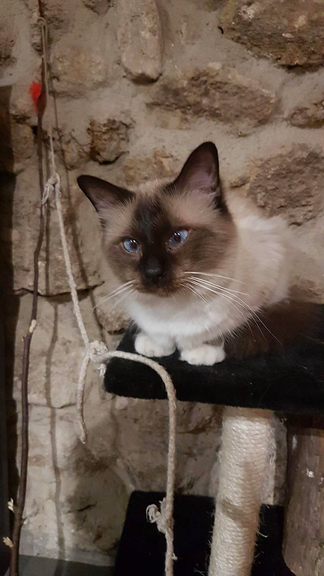 Ouistiti participe au concours pour gagner de l'argent avec cette photo : asian, balinese, birman, burmese, carnivore, cat, domestic_short_haired_cat, felidae, himalayan, kitten, mammal, ojos_azules, ragdoll, siamese, small_to_medium_sized_cats, snowshoe, thai, tonkinese, vertebrate, whiskers