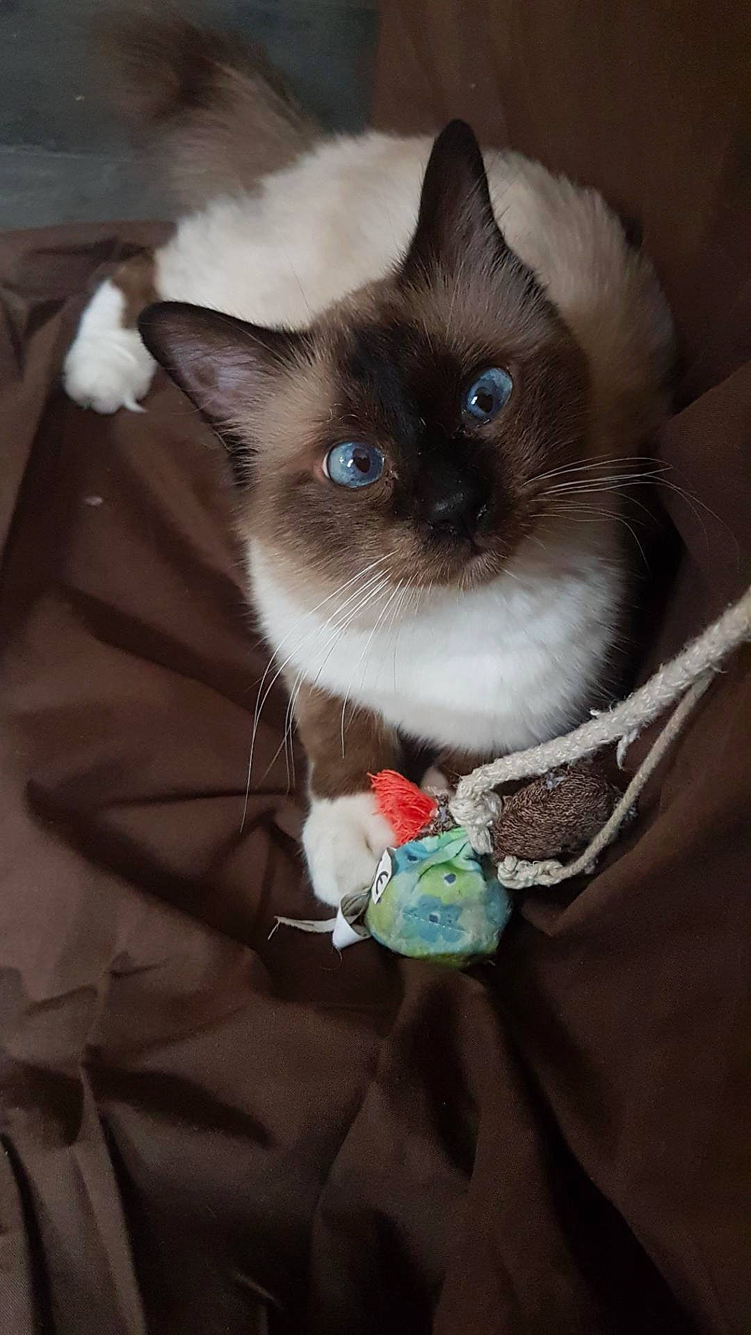 Ouistiti participe au concours pour gagner de l'argent avec cette photo : asian, balinese, birman, burmese, carnivore, cat, felidae, himalayan, javanese, kitten, mammal, ojos_azules, ragdoll, siamese, small_to_medium_sized_cats, snowshoe, thai, tonkinese, vertebrate, whiskers