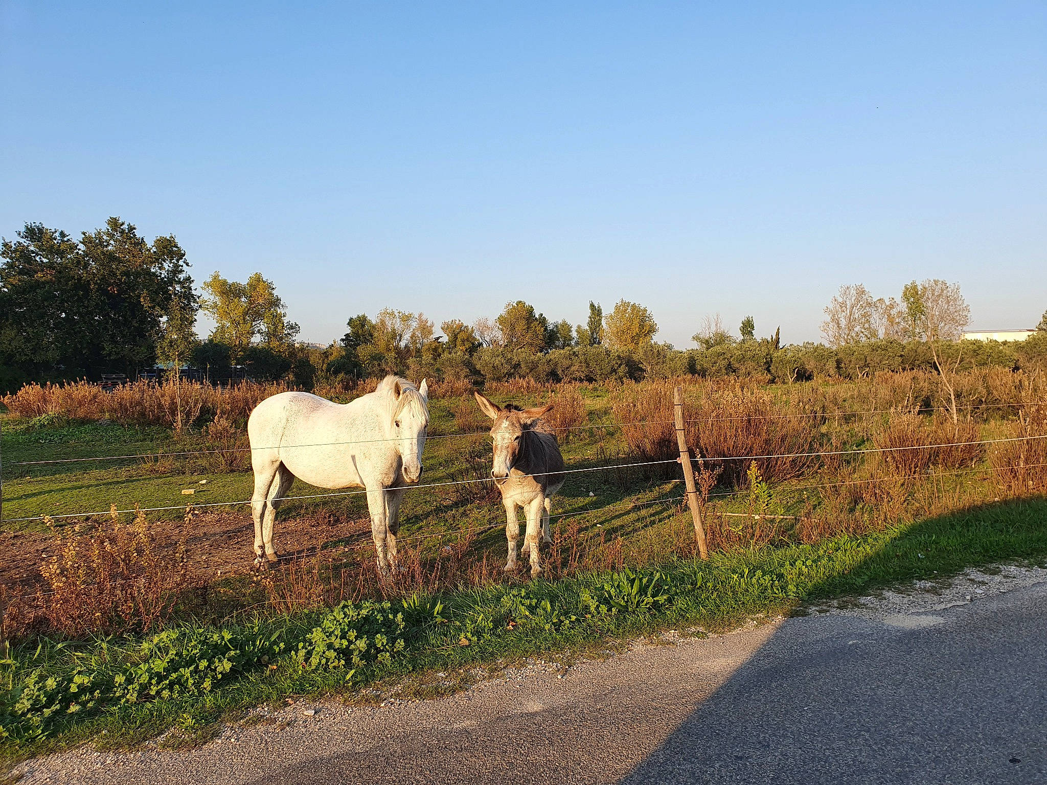 Loulou Et Anatole participe au concours pour gagner de l'argent avec cette photo : farm, fence, field, foal, grass, grassland, grazing, horse, landscape, livestock, mane, mare, meadow, natural_landscape, pasture, ranch, rural_area, sky, tree, wildlife