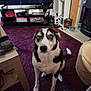 dog, indoor, carpet, living_room, television, furniture, pet, black_and_white, floor, table, household_items, sitting, curious, canine, domestic_animal, paw, ear, snout, tail, person_footwear