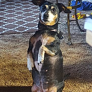 Blossom is registered to the contest to win money with this photo: dog, indoor, carpet, sitting, pet, small_dog, curious, looking_at_camera, living_room, furniture, glass_table, book, toy, brown_carpet, patterned_rug, animal, collar, ears_up, front_paws_up, domestic_animal