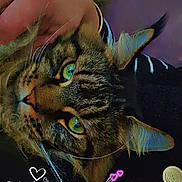 Loky participe au concours pour gagner de l'argent avec cette photo : animal, cat, close_up, coins, comfort, cozy, cute, domestic_animal, feline, fur, green_eyes, hand, indoor, pet, portrait, relaxed, resting, tabby, touch, whiskers