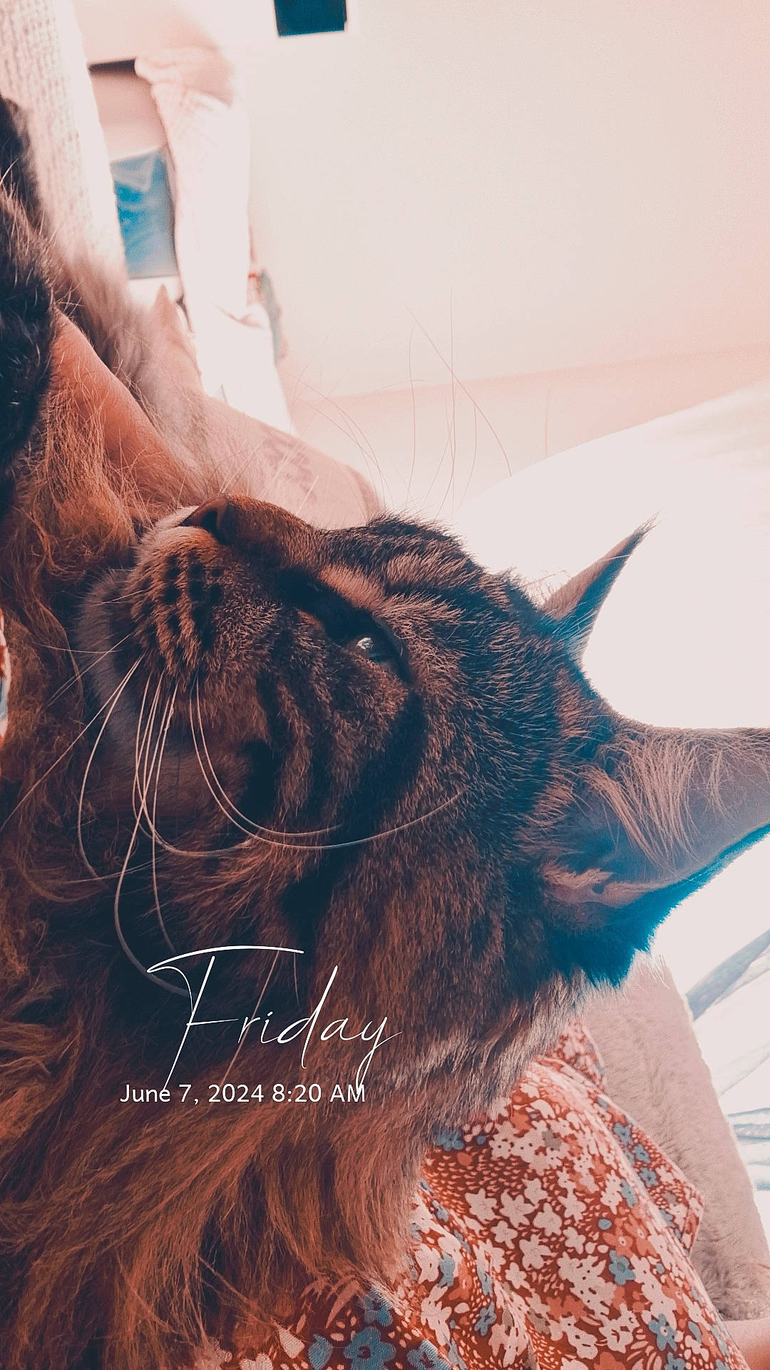 Loky participe au concours pour gagner de l'argent avec cette photo : beard, black_hair, brown_hair, carnivore, cat, ear, eyelash, facial_hair, fawn, felidae, fur, gesture, happy, jaw, liver, long_hair, small_to_medium_sized_cats, snout, vertebrate, whiskers