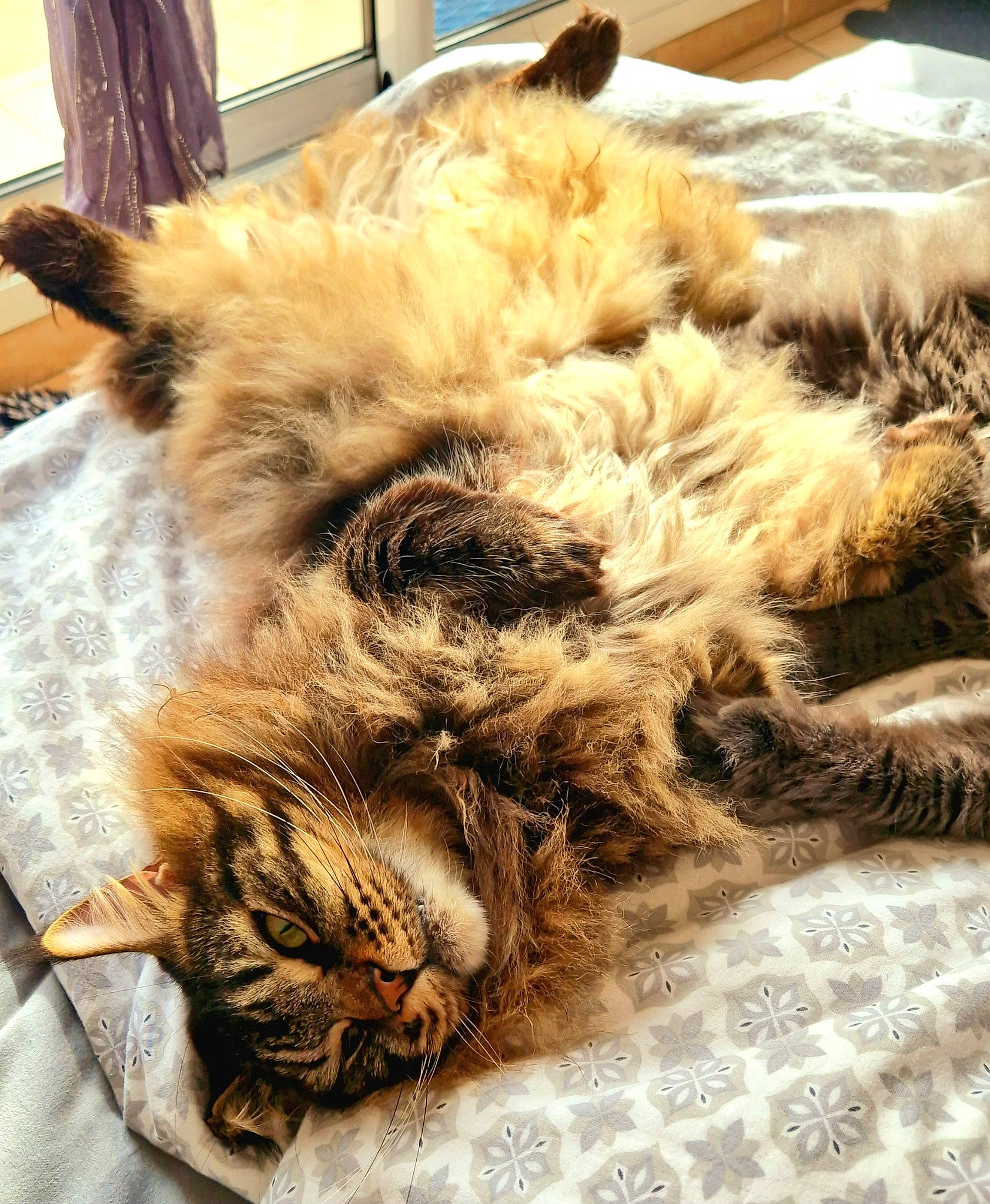 Loky a rejoint le concours — aidez-le/la à gagner de superbes lots ! animal_product, carnivore, cat, claw, comfort, companion_dog, domestic_short_haired_cat, fawn, felidae, fur, nap, natural_material, paw, plant, small_to_medium_sized_cats, snout, tail, terrestrial_animal, whiskers, window