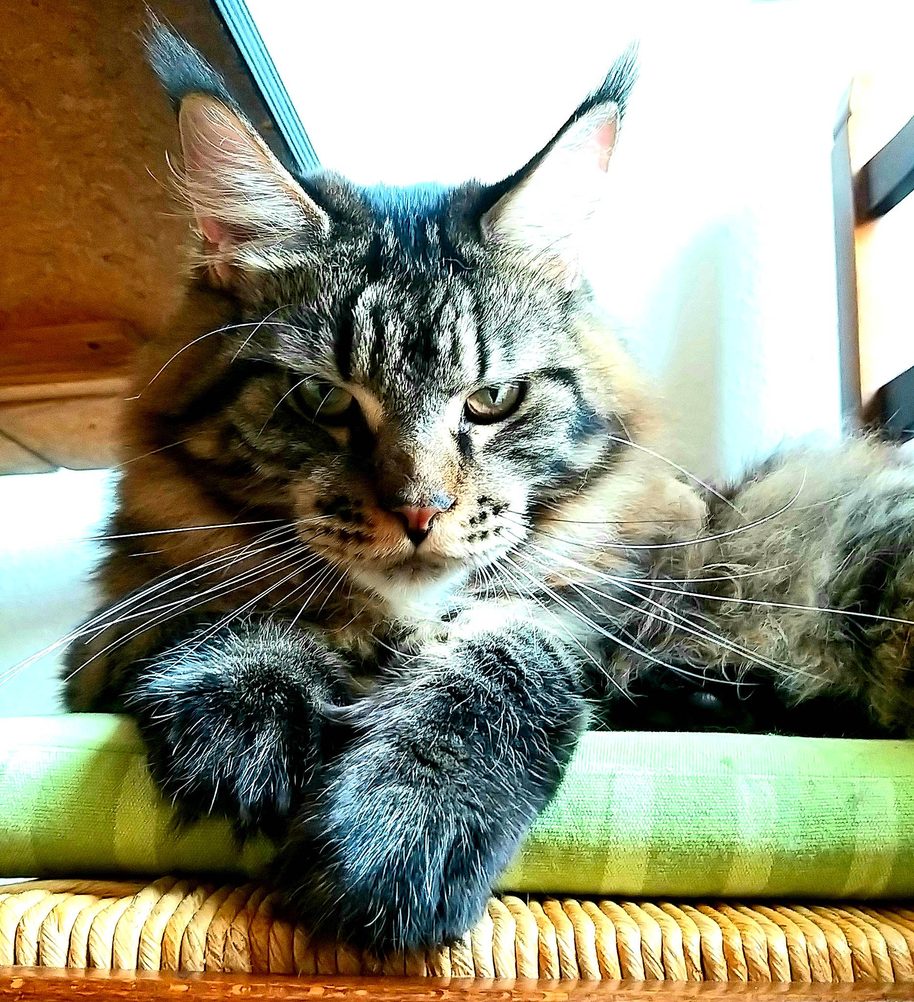 Loky a rejoint le concours — aidez-le/la à gagner de superbes lots ! carnivore, cat, cat_supply, claw, comfort, domestic_short_haired_cat, felidae, fur, paw, sitting, small_to_medium_sized_cats, snout, tail, tree, whiskers, window