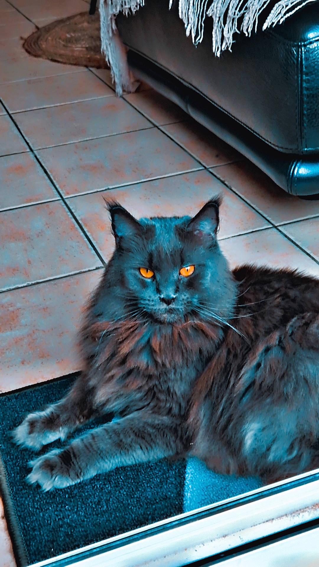 Lexy a rejoint le concours — aidez-le/la à gagner de superbes lots ! black_cat, blue, british_longhair, carnivore, cat, claw, comfort, domestic_short_haired_cat, electric_blue, felidae, fur, gas, grey, iris, sitting, small_to_medium_sized_cats, snout, tail, whiskers, window