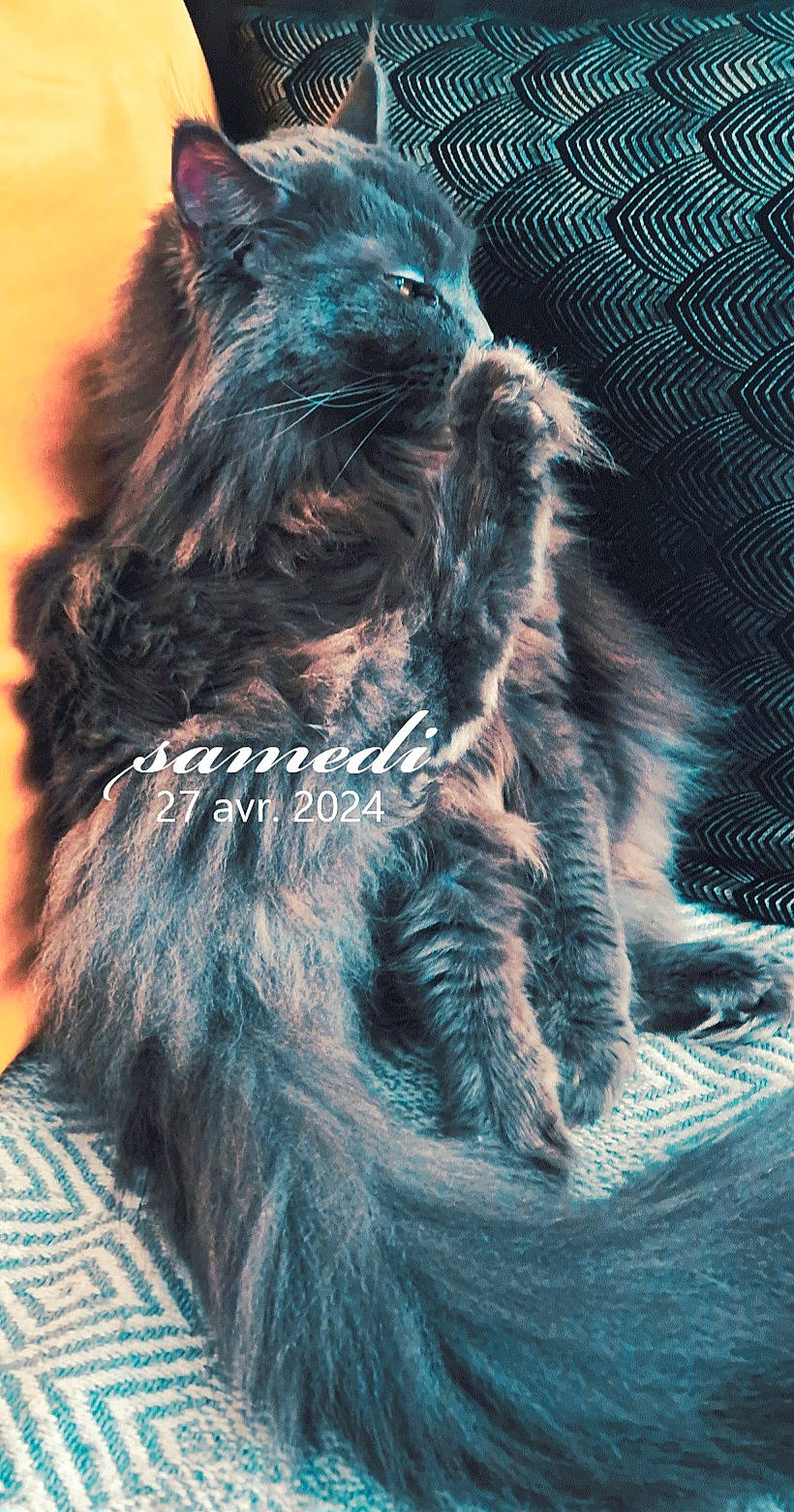 Lexy a rejoint le concours — aidez-le/la à gagner de superbes lots ! azure, canidae, carnivore, collar, companion_dog, dog, dog_breed, dog_collar, ear, electric_blue, fashion_accessory, felidae, fur, leash, small_to_medium_sized_cats, snout, sporting_group, tail, terrier, whiskers