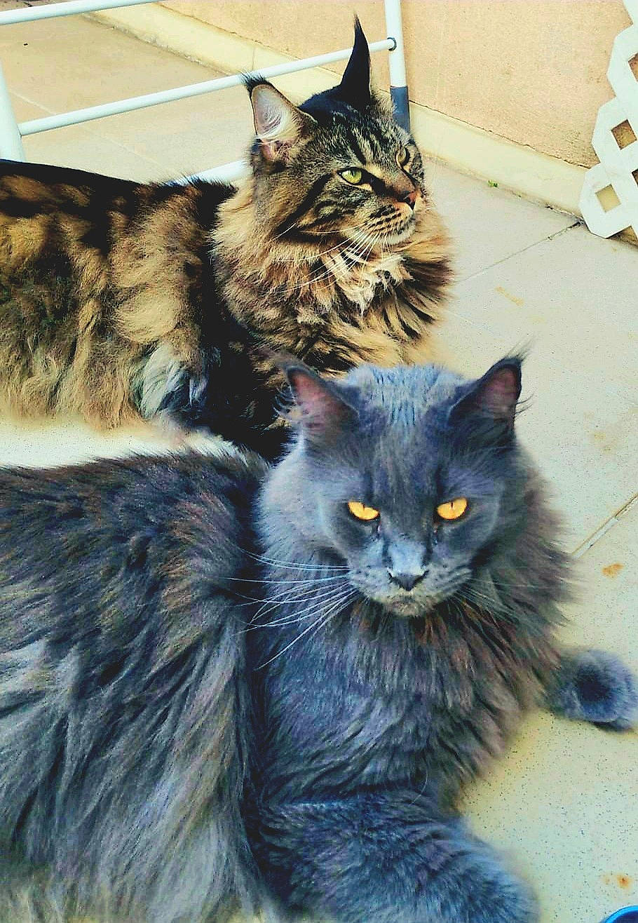 Lexy participe au concours pour gagner de l'argent avec cette photo : art, black_cat, box, carnivore, cat, claw, domestic_short_haired_cat, felidae, fur, grey, paw, small_to_medium_sized_cats, snout, tail, terrestrial_animal, whiskers, window