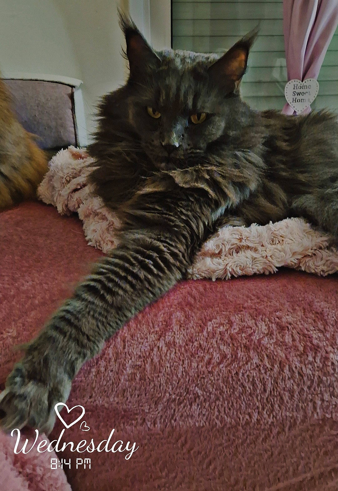 animal, cat, close_up, cozy, curtains, domestic_animal, feline, fluffy, furry, heart_shape, home_decor, indoor, long_paw, pet, pink_blanket, portrait, relaxed, resting, whiskers, window_blinds