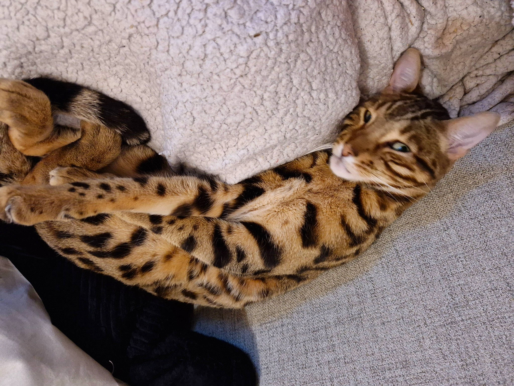 Slow a rejoint le concours — aidez-le/la à gagner de superbes lots ! carnivore, cat, comfort, fawn, felidae, fur, military_camouflage, natural_material, pattern, small_to_medium_sized_cats, snout, terrestrial_animal, toy, whiskers, wildlife