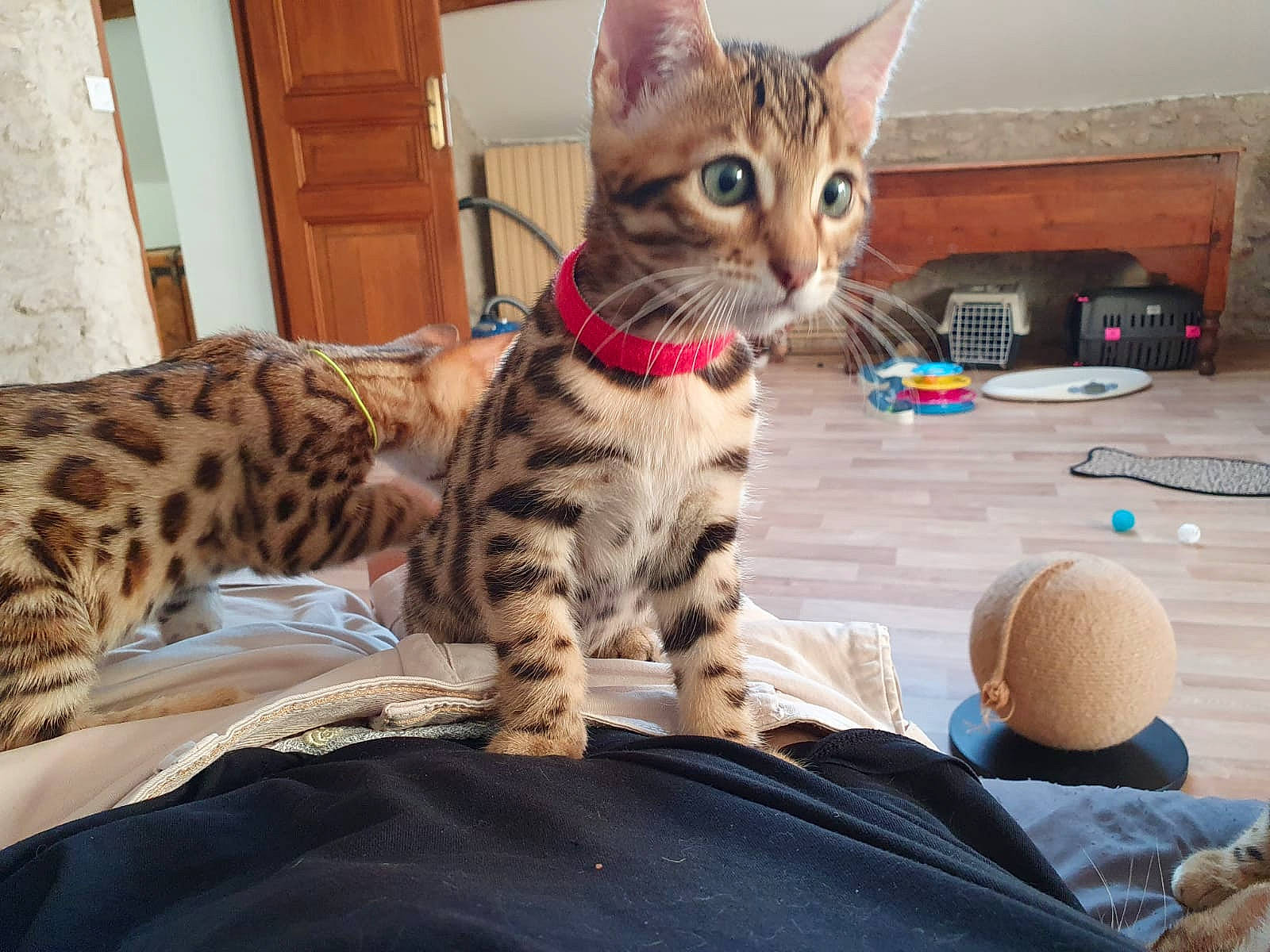 Slow participe au concours pour gagner de l'argent avec cette photo : carnivore, cat, claw, comfort, domestic_short_haired_cat, felidae, fur, linens, paw, sitting, small_to_medium_sized_cats, snout, tail, terrestrial_animal, whiskers