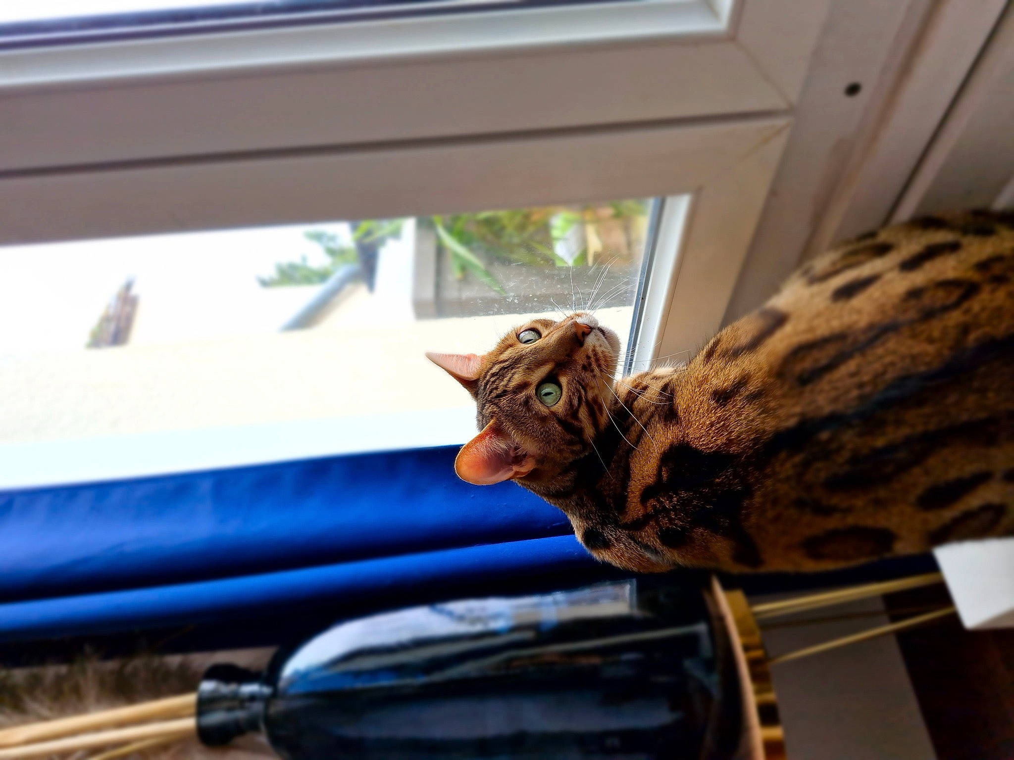 Slow a rejoint le concours — aidez-le/la à gagner de superbes lots ! auto_part, automotive_exterior, automotive_window_part, carnivore, cat, comfort, felidae, hood, iguania, reptile, room, scaled_reptile, small_to_medium_sized_cats, terrestrial_animal, tints_and_shades, vehicle_door, wildlife, window, windshield, wood