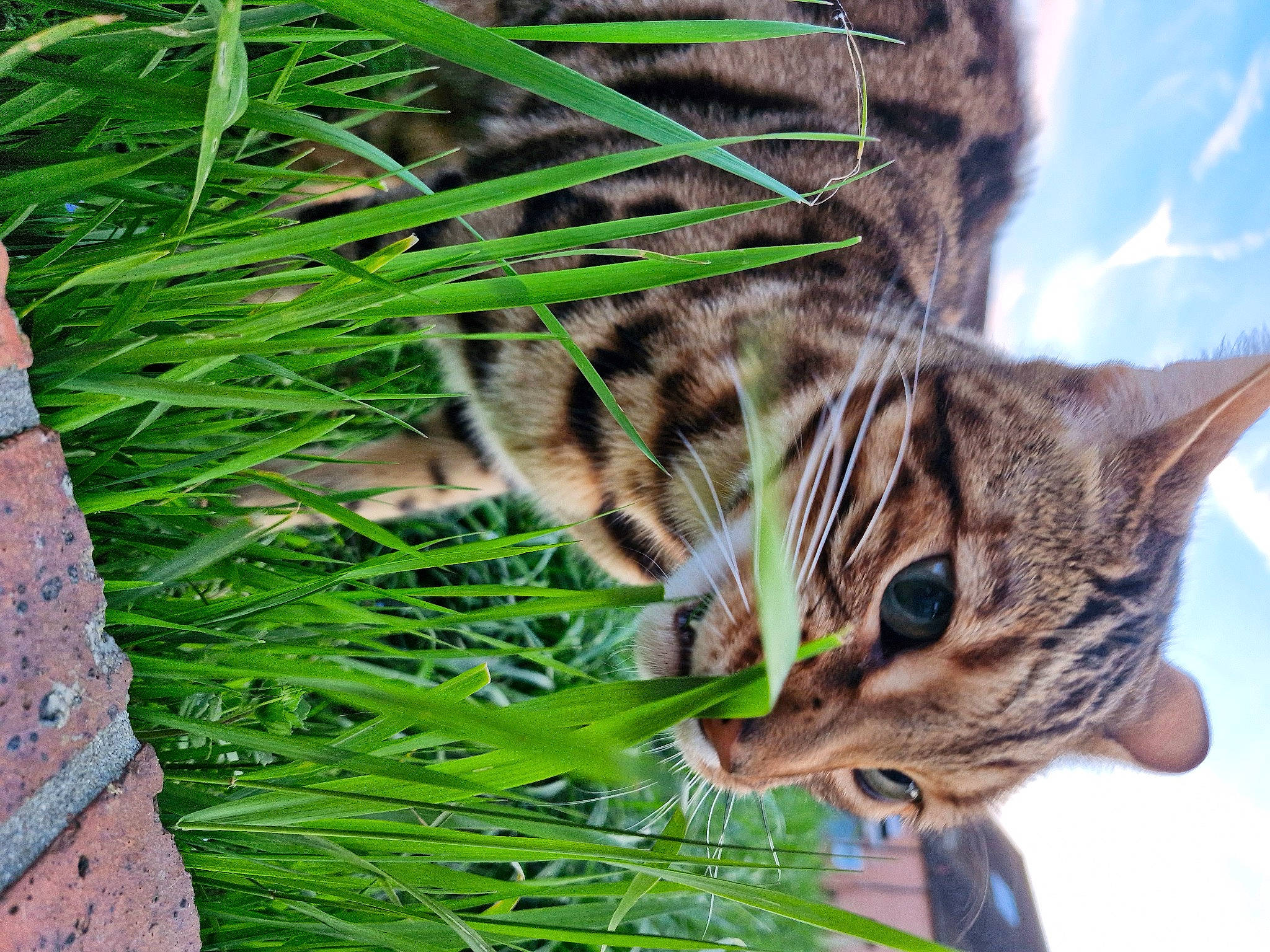 Slow a rejoint le concours — aidez-le/la à gagner de superbes lots ! carnivore, cat, claw, domestic_short_haired_cat, felidae, fur, grass, groundcover, lynx, ocelot, paw, plant, sky, small_to_medium_sized_cats, snout, tail, terrestrial_animal, tree, whiskers, wildlife