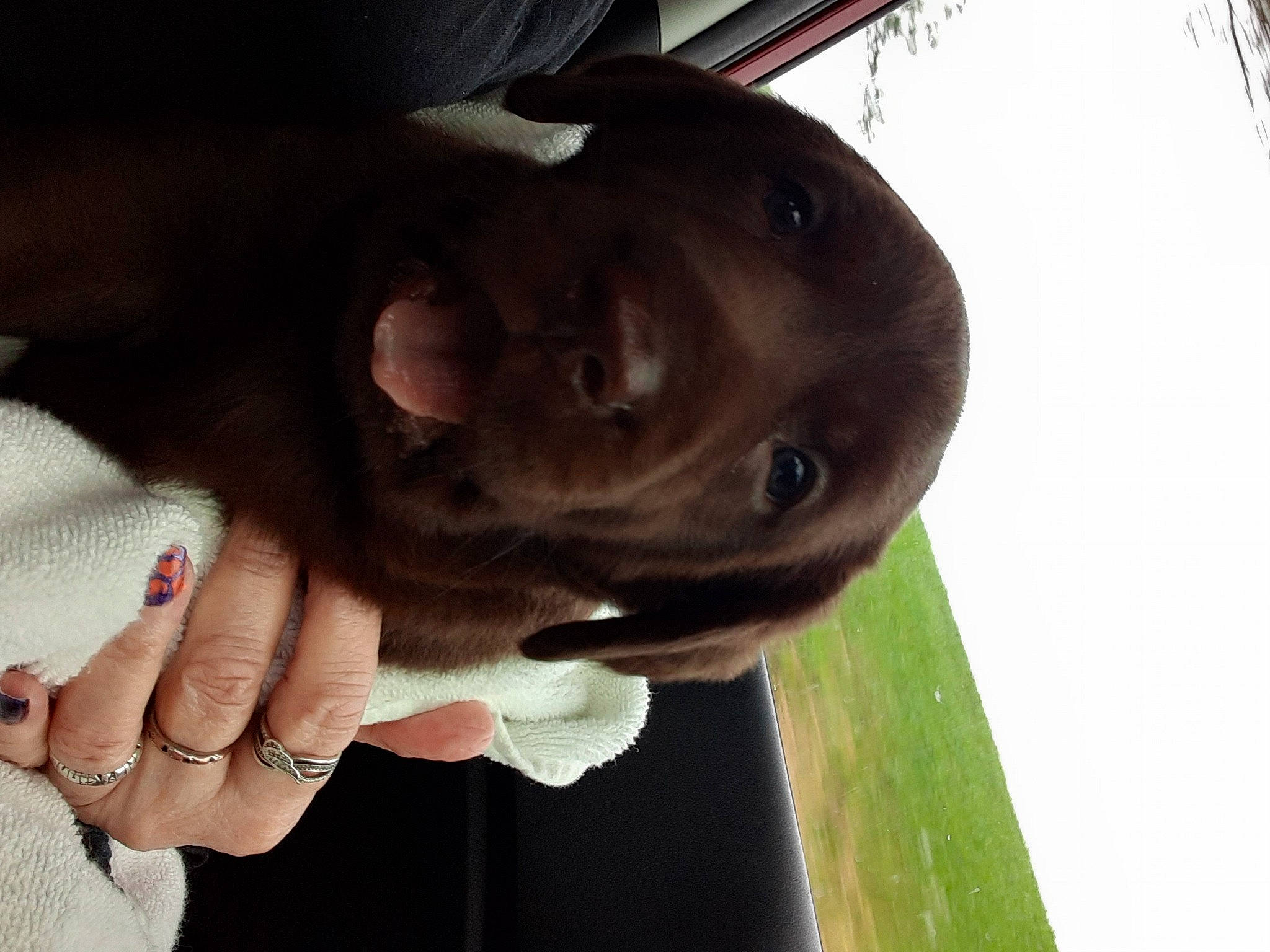 Cocoa is registered to the contest to win money with this photo: carnivore, companion_dog, dog, dog_breed, elbow, fashion_accessory, fawn, fun, gesture, grass, hand, happy, hat, nail, plant, selfie, smile, sporting_group, thumb, tree