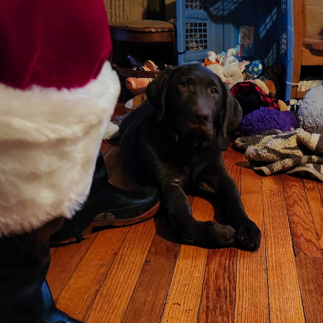 Cocoa is registered to the contest to win money with this photo: cap, carmine, carnivore, companion_dog, dog, dog_breed, event, fictional_character, flooring, fun, fur, hardwood, hat, human_leg, purple, sitting, sporting_group, wood, wood_flooring, working_animal