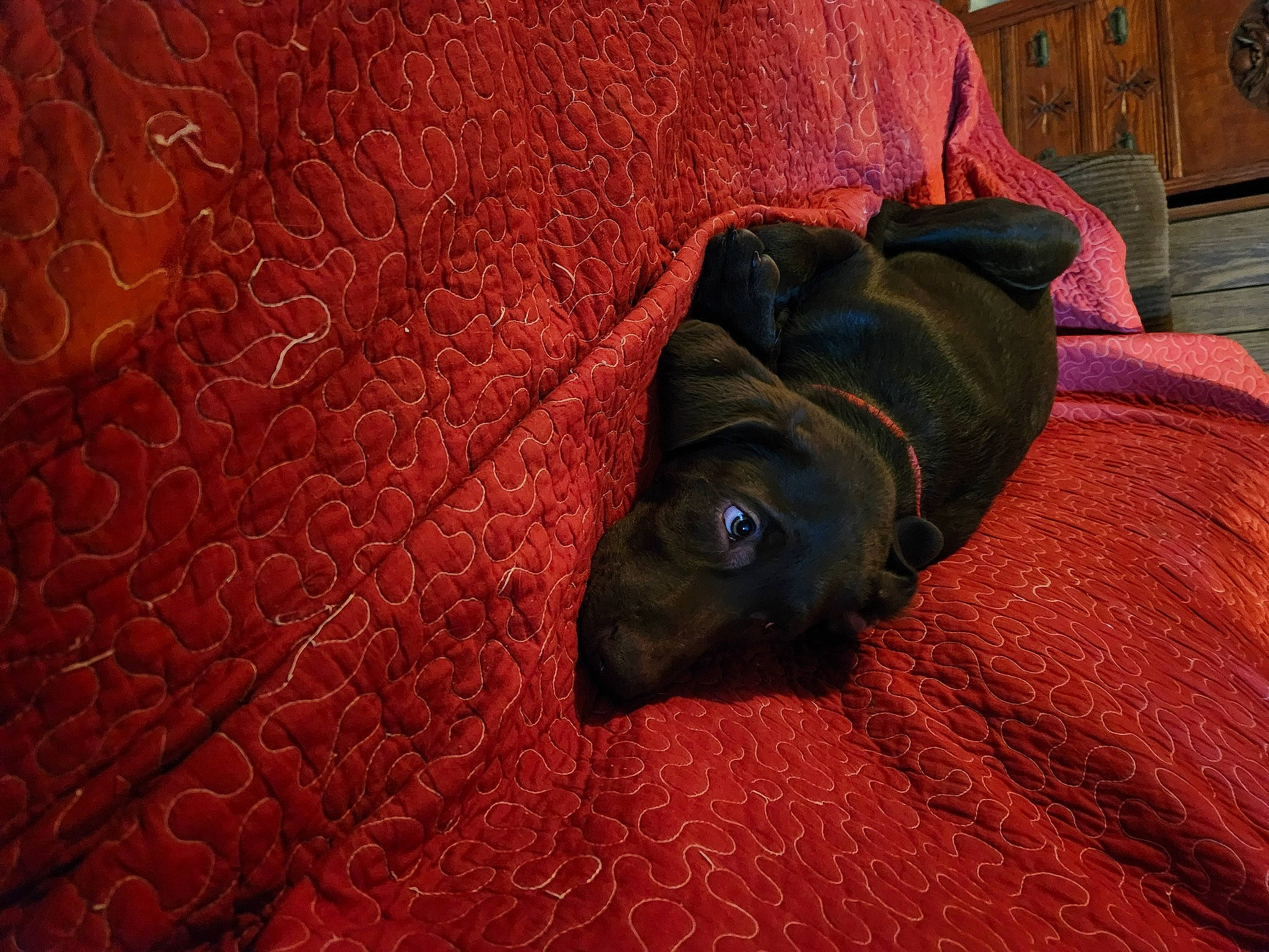 Cocoa is registered to the contest to win money with this photo: automotive_tire, carnivore, comfort, companion_dog, dog, dog_breed, fawn, floor, flooring, grass, grey, hardwood, linens, pattern, snout, terrestrial_animal, tints_and_shades, tree, wood, working_animal