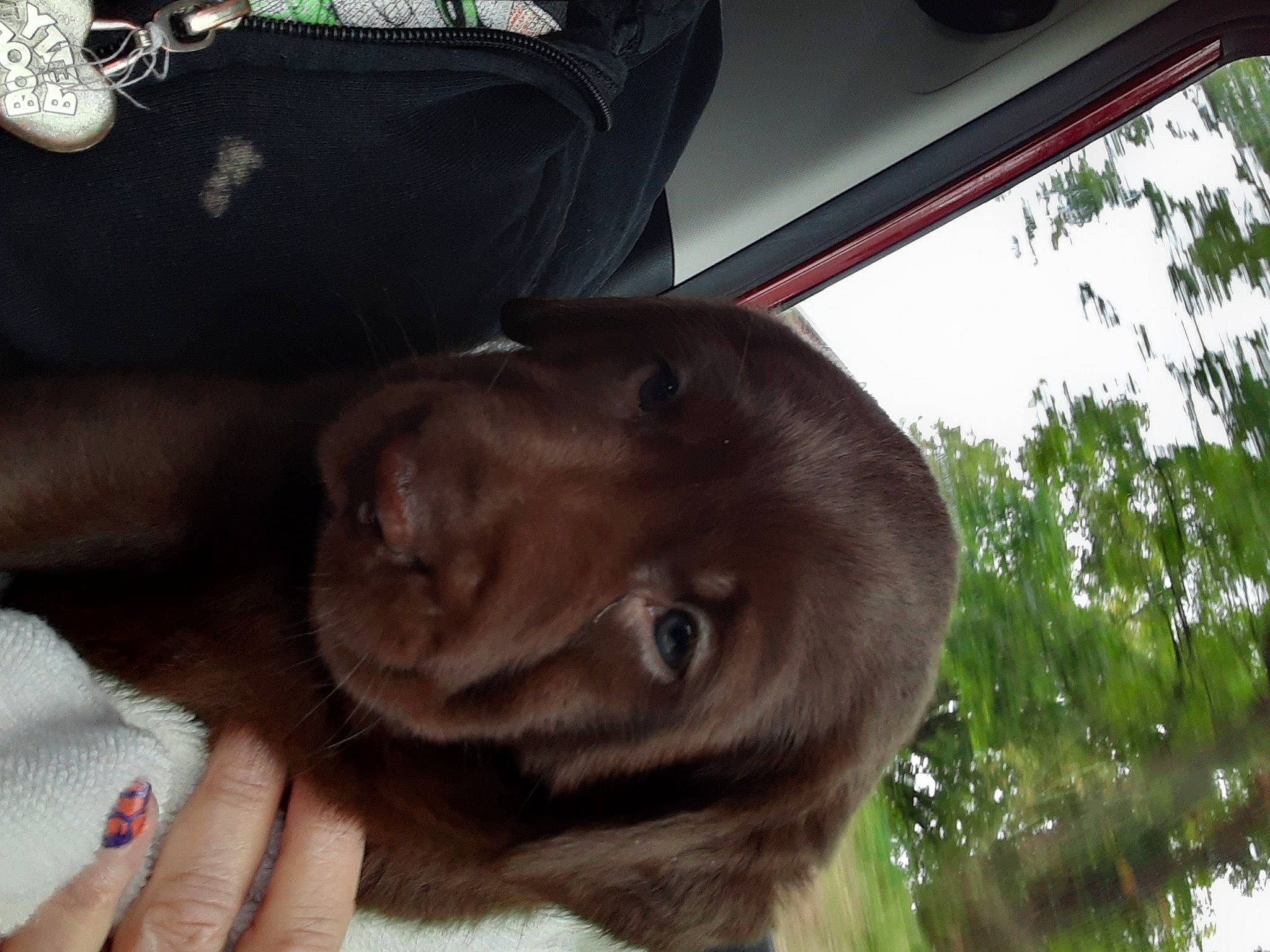 Cocoa joined the competition — help win amazing prizes! carnivore, collar, comfort, companion_dog, dog, dog_breed, dog_collar, ear, fashion_accessory, fawn, fur, liver, plant, sky, snout, sporting_group, tail, tree, whiskers, working_animal