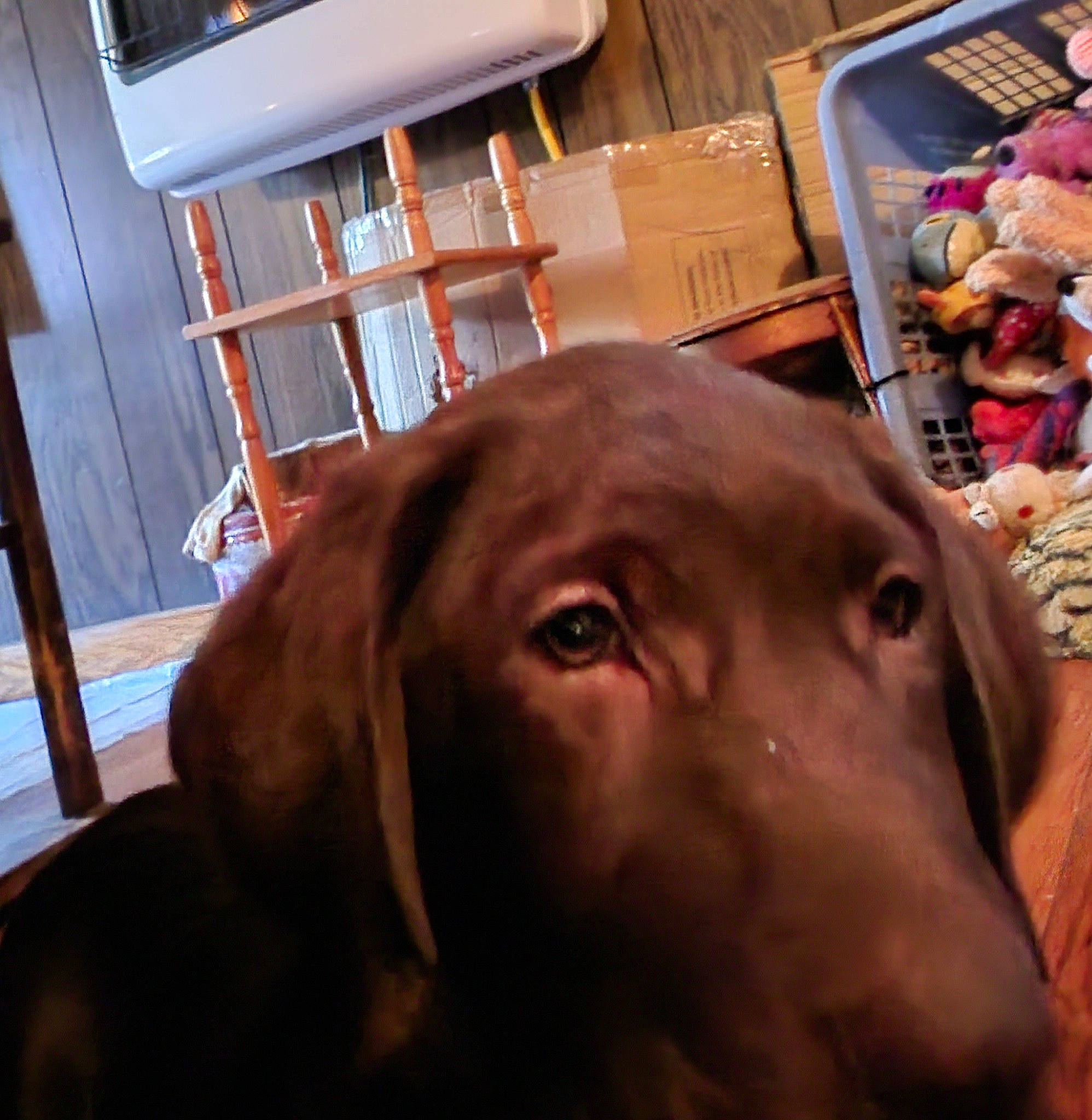 Cocoa is registered to the contest to win money with this photo: bookcase, brown, canidae, carnivore, companion_dog, dog, dog_breed, dog_collar, fawn, fur, guard_dog, gun_dog, hat, liver, retriever, snout, sporting_group, television, wood, working_animal