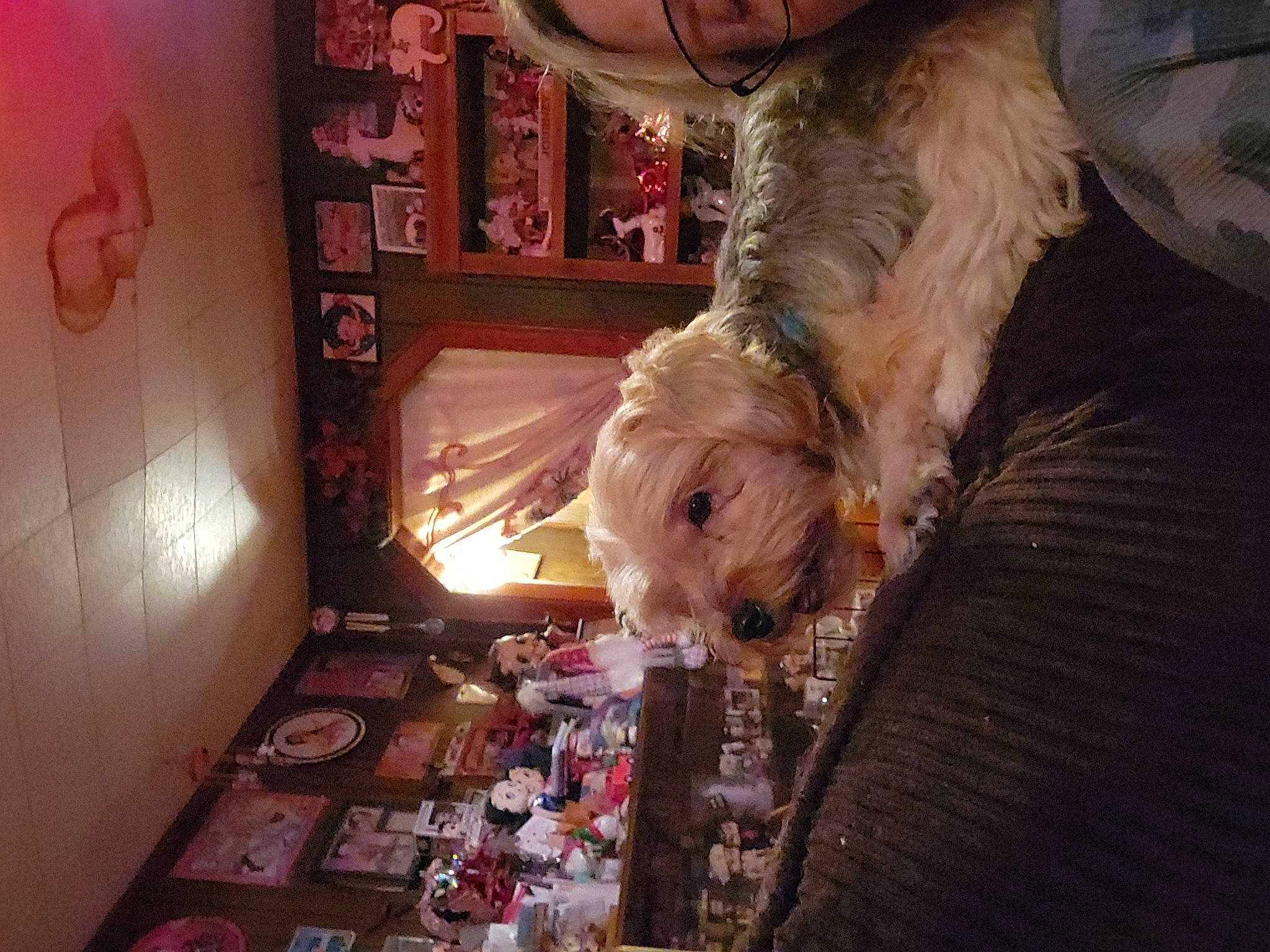 Sassy joined the competition — help win amazing prizes! carnivore, christmas, christmas_eve, christmas_ornament, companion_dog, dog, dog_breed, event, fawn, flooring, fur, holiday, room, schnauzer, small_terrier, terrier, toy, toy_dog, welsh_terrier, wood