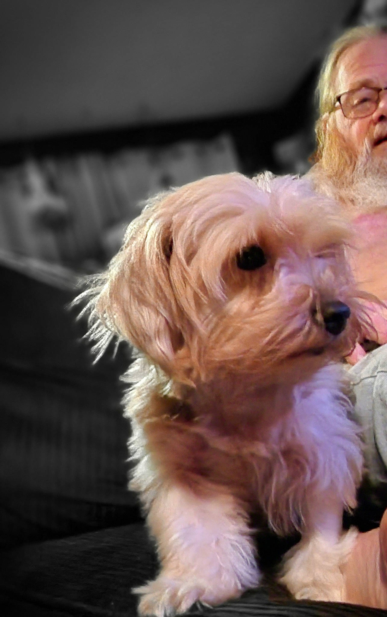 Sassy joined the competition — help win amazing prizes! beard, canidae, carnivore, companion_dog, dog, dog_breed, dog_collar, eyewear, fur, glasses, goggles, happy, maltepoo, puppy_love, small_terrier, snout, sporting_group, sunglasses, terrier, toy_dog