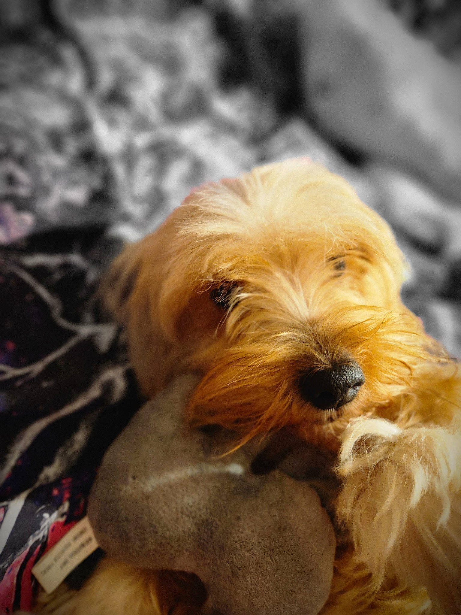 Sassy joined the competition — help win amazing prizes! canidae, carnivore, companion_dog, dog, dog_breed, dog_supply, fawn, fur, liver, paw, puppy, puppy_love, small_terrier, snout, sporting_group, terrier, toy_dog, wood, working_animal