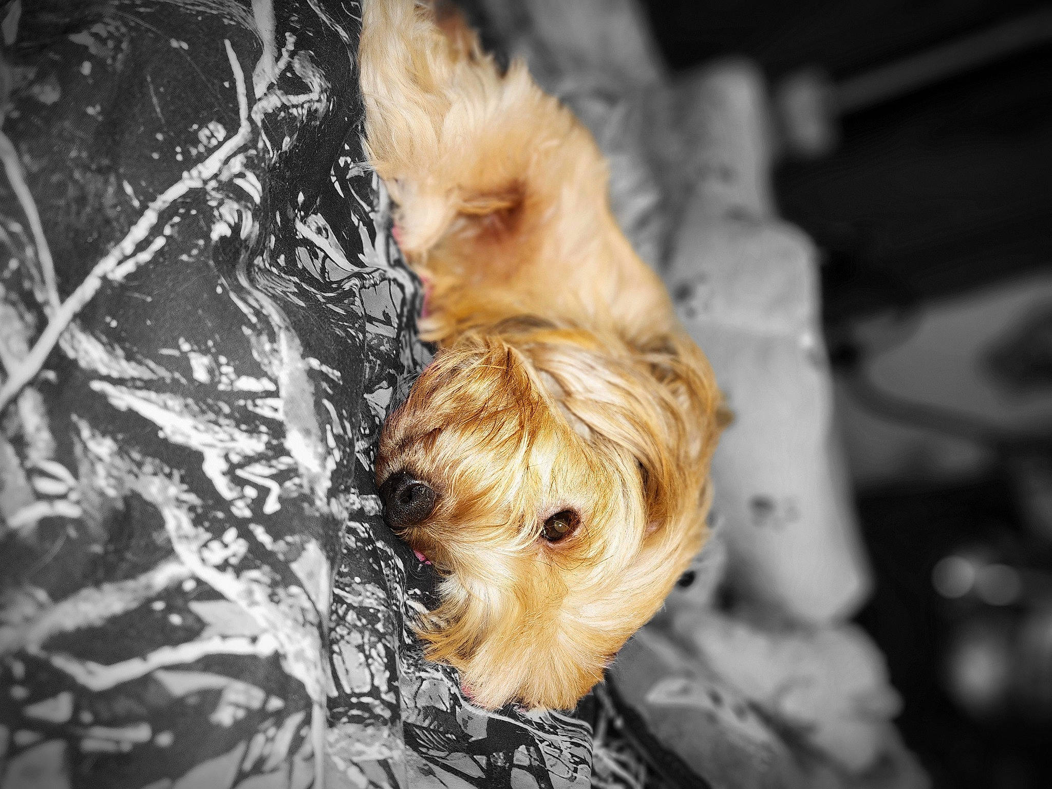 Sassy joined the competition — help win amazing prizes! canidae, carnivore, companion_dog, dog, dog_breed, dog_supply, fawn, fur, maltepoo, non_sporting_group, small_terrier, sporting_group, terrestrial_animal, terrier, toy, toy_dog, whiskers, working_animal, yorkipoo, yorkshire_terrier