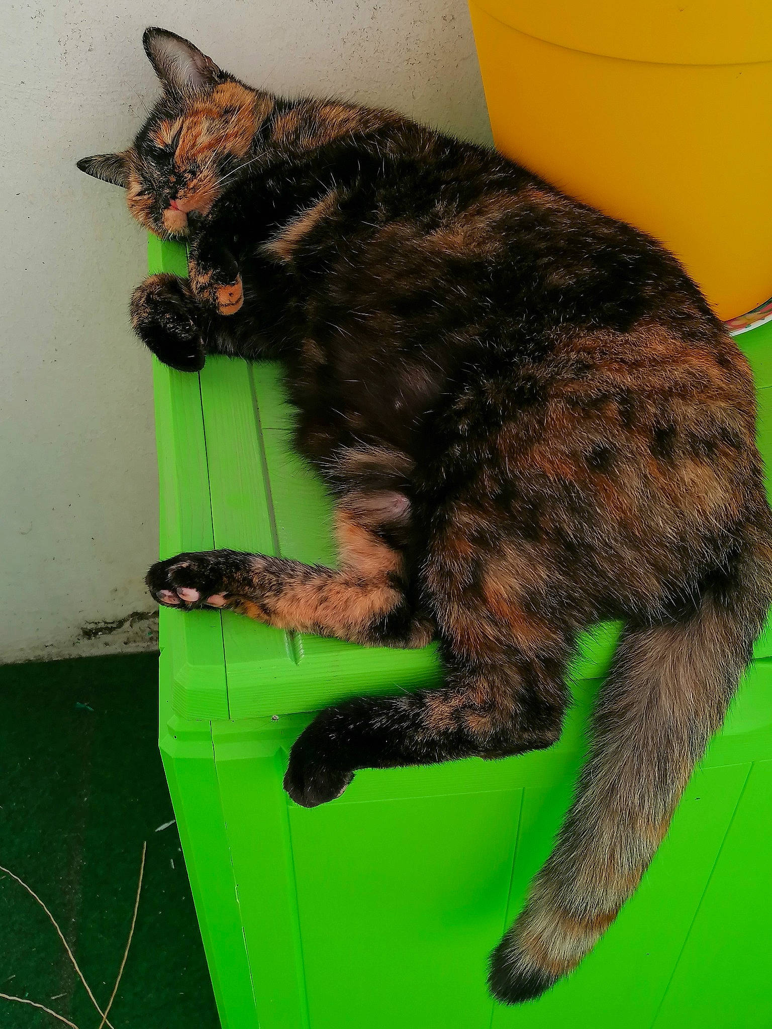 Tahiti participe au concours pour gagner de l'argent avec cette photo : black_cat, carnivore, cat, claw, dog_breed, domestic_short_haired_cat, felidae, foot, fur, grass, houseplant, mammal, organism, paw, plant, small_to_medium_sized_cats, snout, tail, terrestrial_animal, whiskers