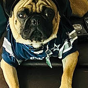 Jimbo joined the competition — help win amazing prizes! animal, boxer, bulldog, canine, clothing, couch, cushion, dog, frenchbulldog, furniture, homedecor, hound, person, pet, pitbull, policedog, pug, puppy, shorts, sleeping