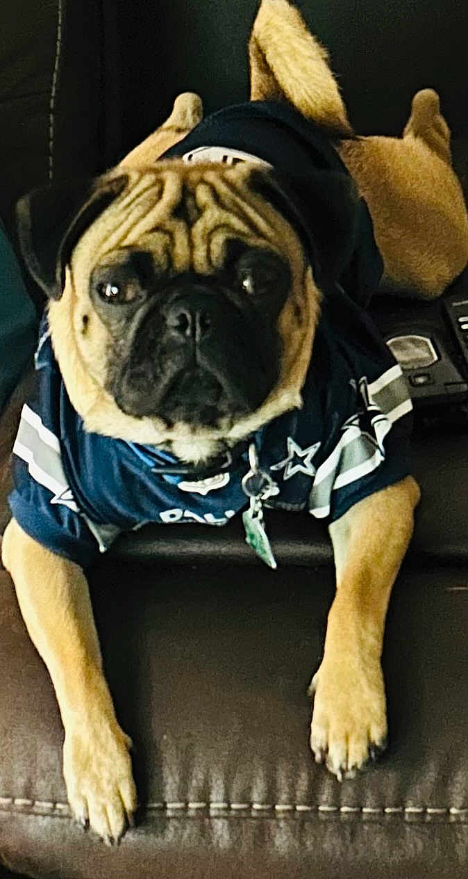 Jimbo joined the competition — help win amazing prizes! animal, boxer, bulldog, canine, clothing, couch, cushion, dog, frenchbulldog, furniture, homedecor, hound, person, pet, pitbull, policedog, pug, puppy, shorts, sleeping