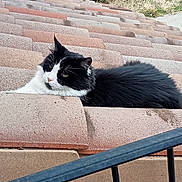 Réglisse a rejoint le concours — aidez-le/la à gagner de superbes lots ! cat, black_and_white, fluffy, fur, feline, pet, animal, face, eyes, whiskers, ears, nose, lounging, lying_down, roof, roof_tiles, stairs, outdoor, railing, garden