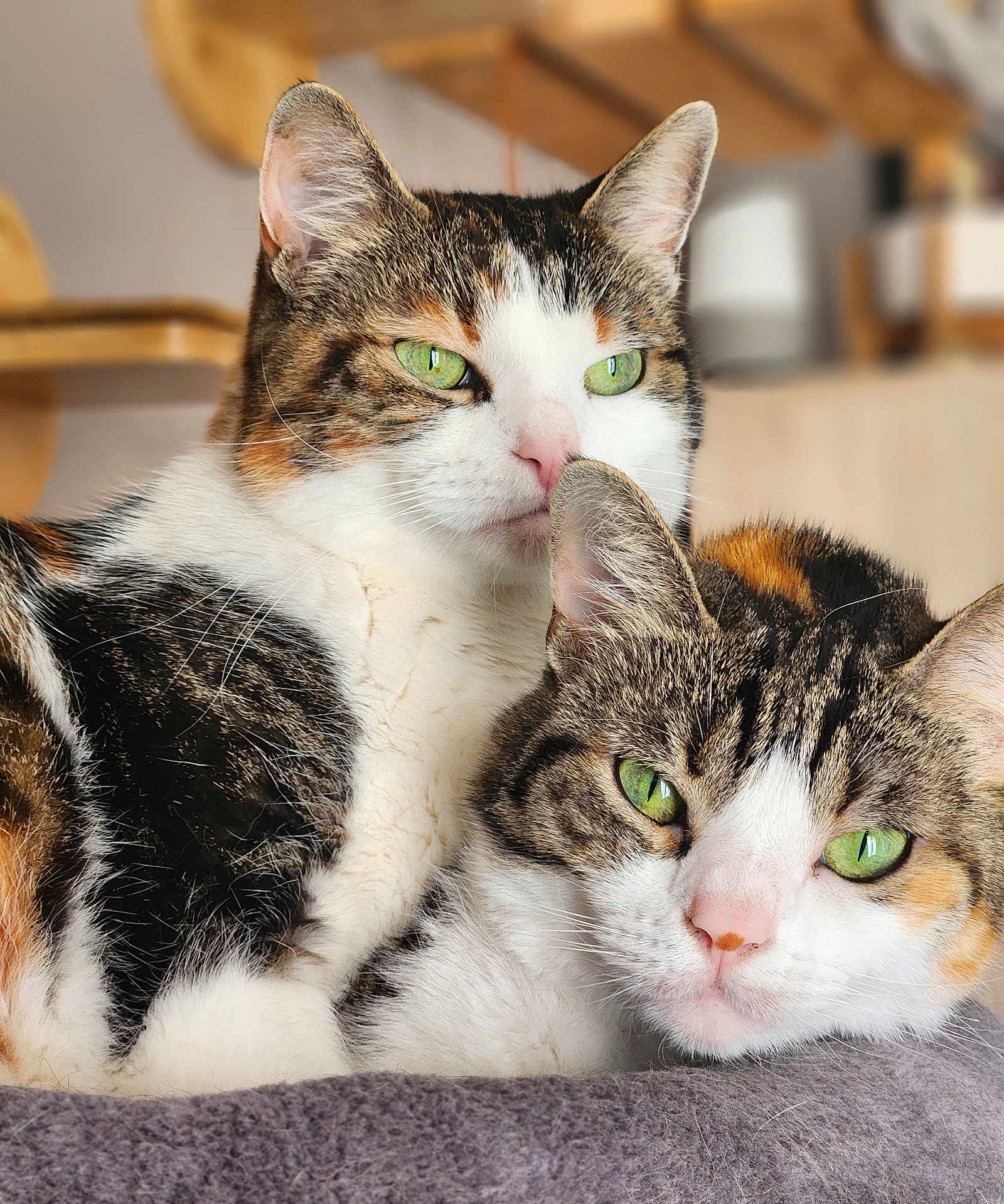Belle Et Rebelle a rejoint le concours — aidez-le/la à gagner de superbes lots ! cat, cats, green_eyes, tabby, calico, fur, pets, indoor, cozy, snuggling, close_up, soft_blanket, relaxing, animal, cute, domestic_cat, feline, resting, portrait, whiskers