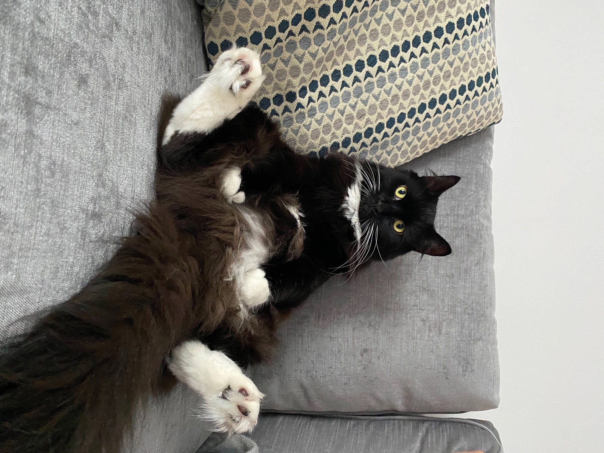 Nero is registered to the contest to win money with this photo: black_cat, carnivore, cat, claw, comfort, domestic_short_haired_cat, felidae, foot, fur, grey, monochrome, monochrome_photography, paw, shadow, sitting, small_to_medium_sized_cats, snout, tail, tree, whiskers